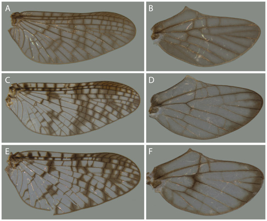 Taxonomy 04 00021 g007