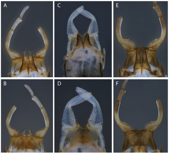 Taxonomy 04 00021 g008