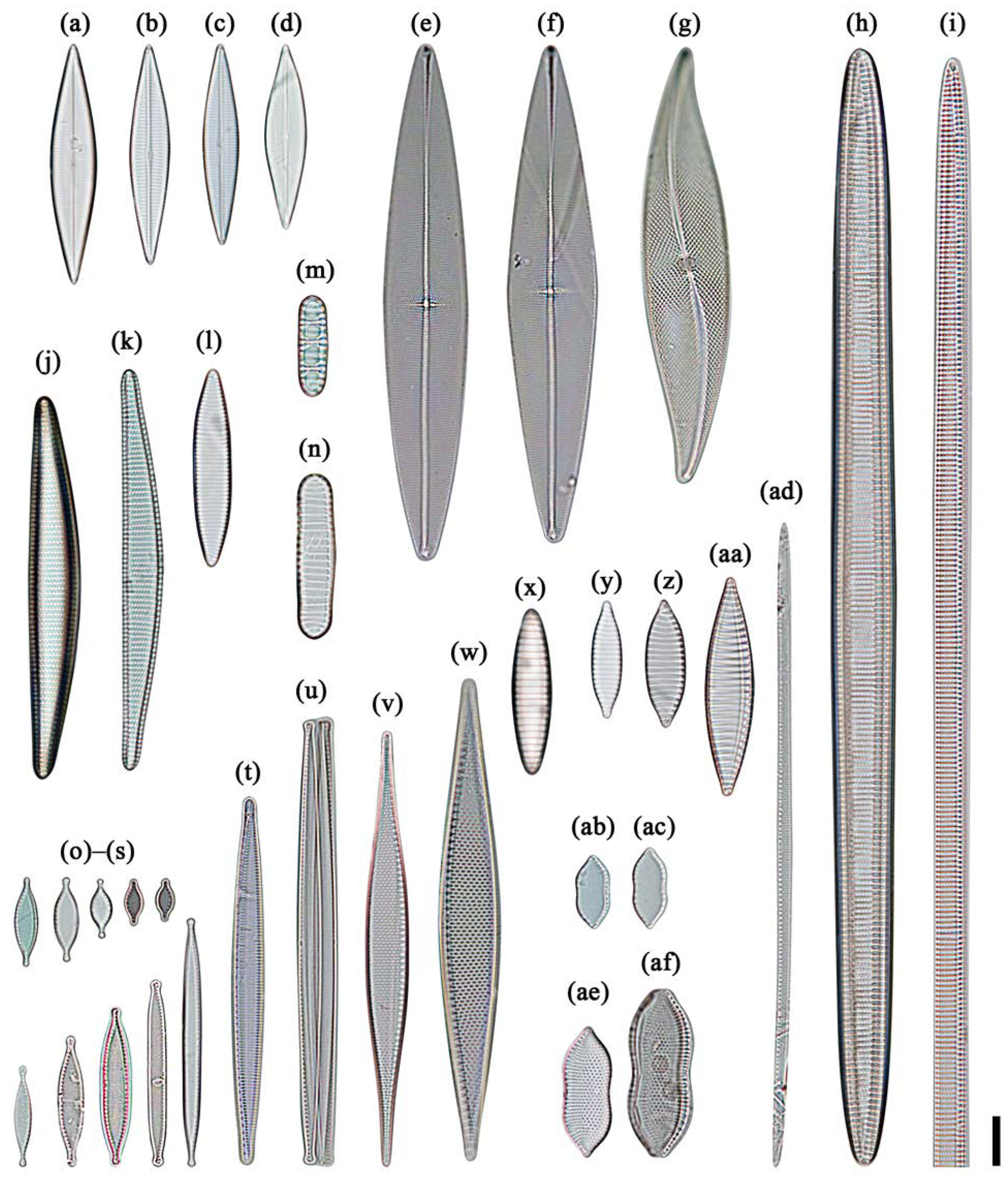 Taxonomy 04 00025 g010 Taxonomy 04 00025 g010