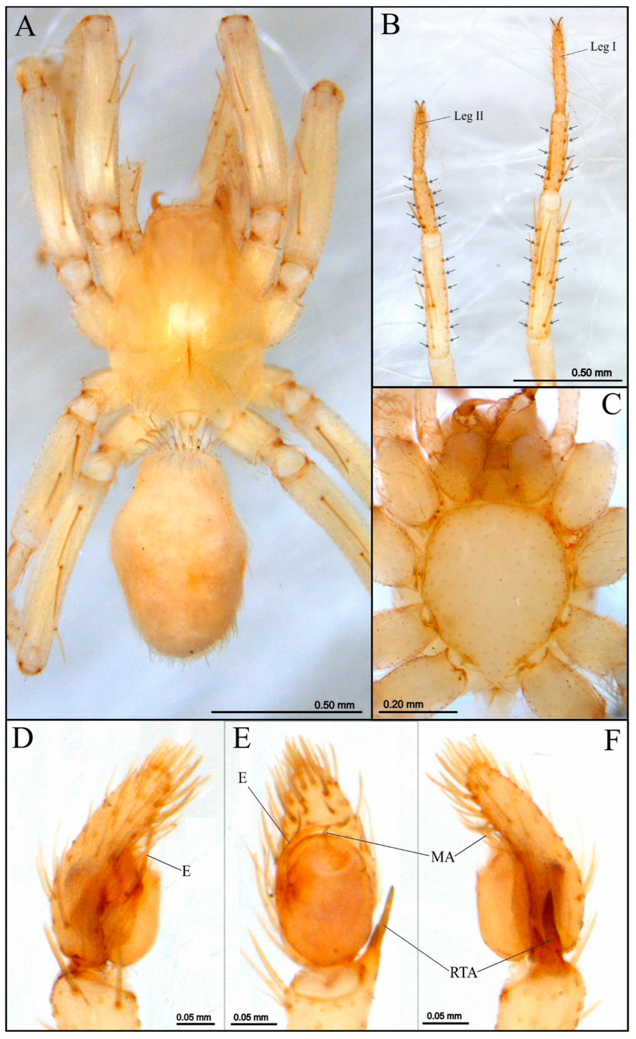 Taxonomy 04 00028 g001