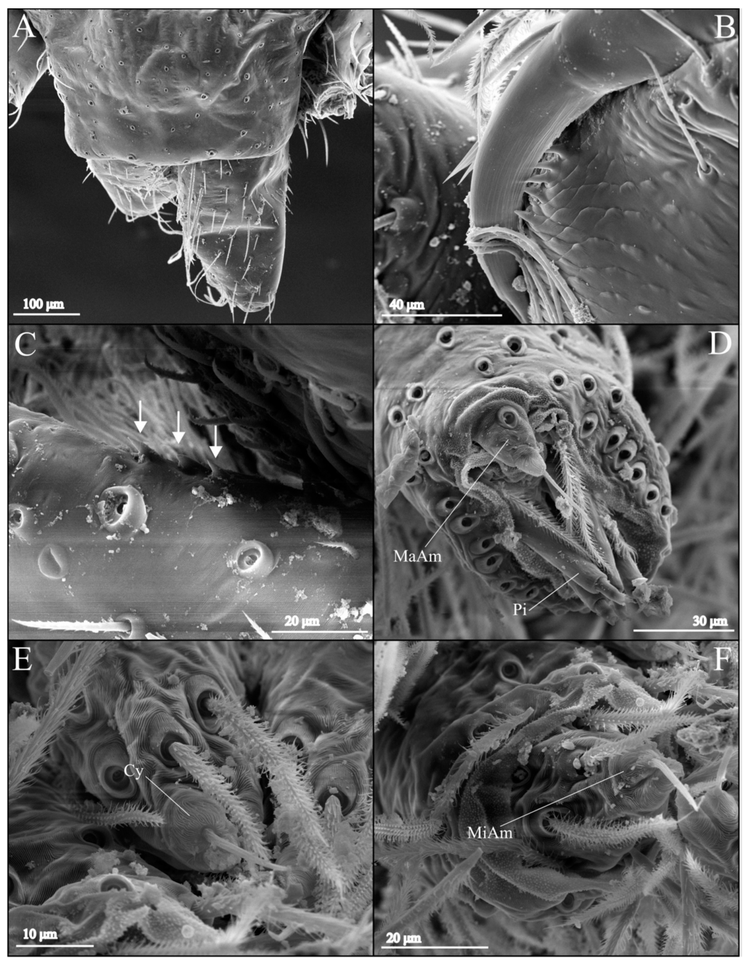 Taxonomy 04 00028 g002