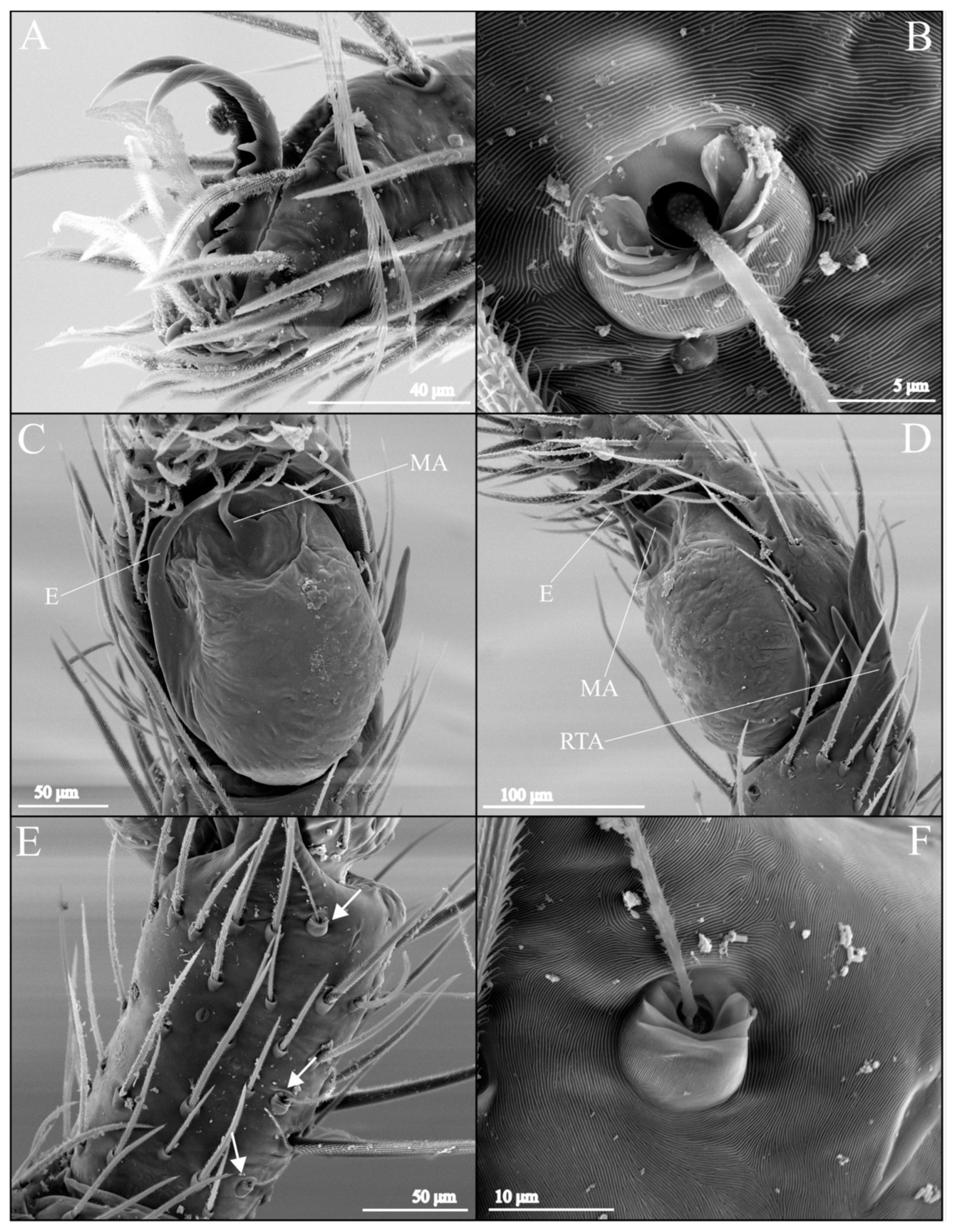 Taxonomy 04 00028 g003
