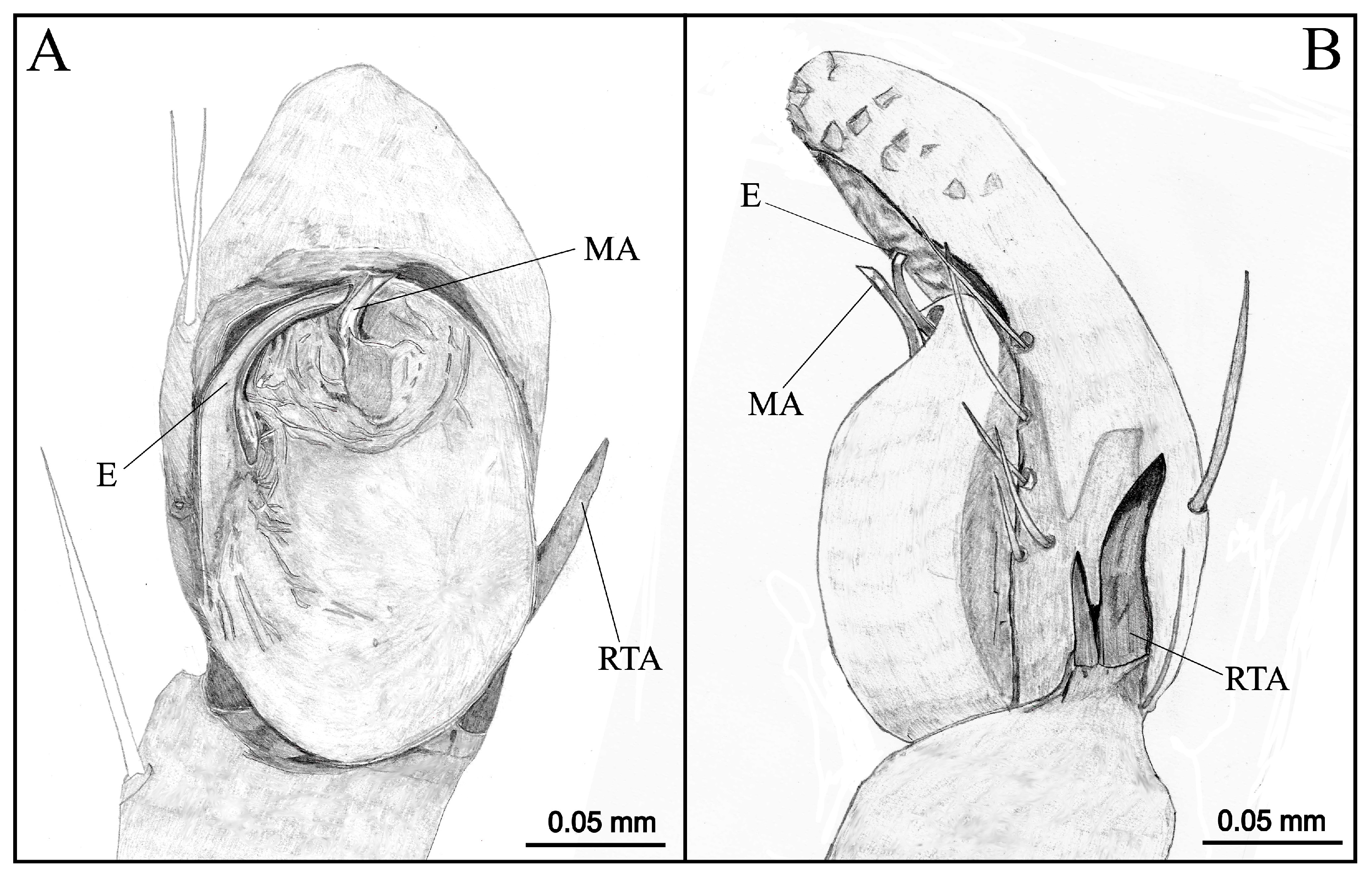Taxonomy 04 00028 g004