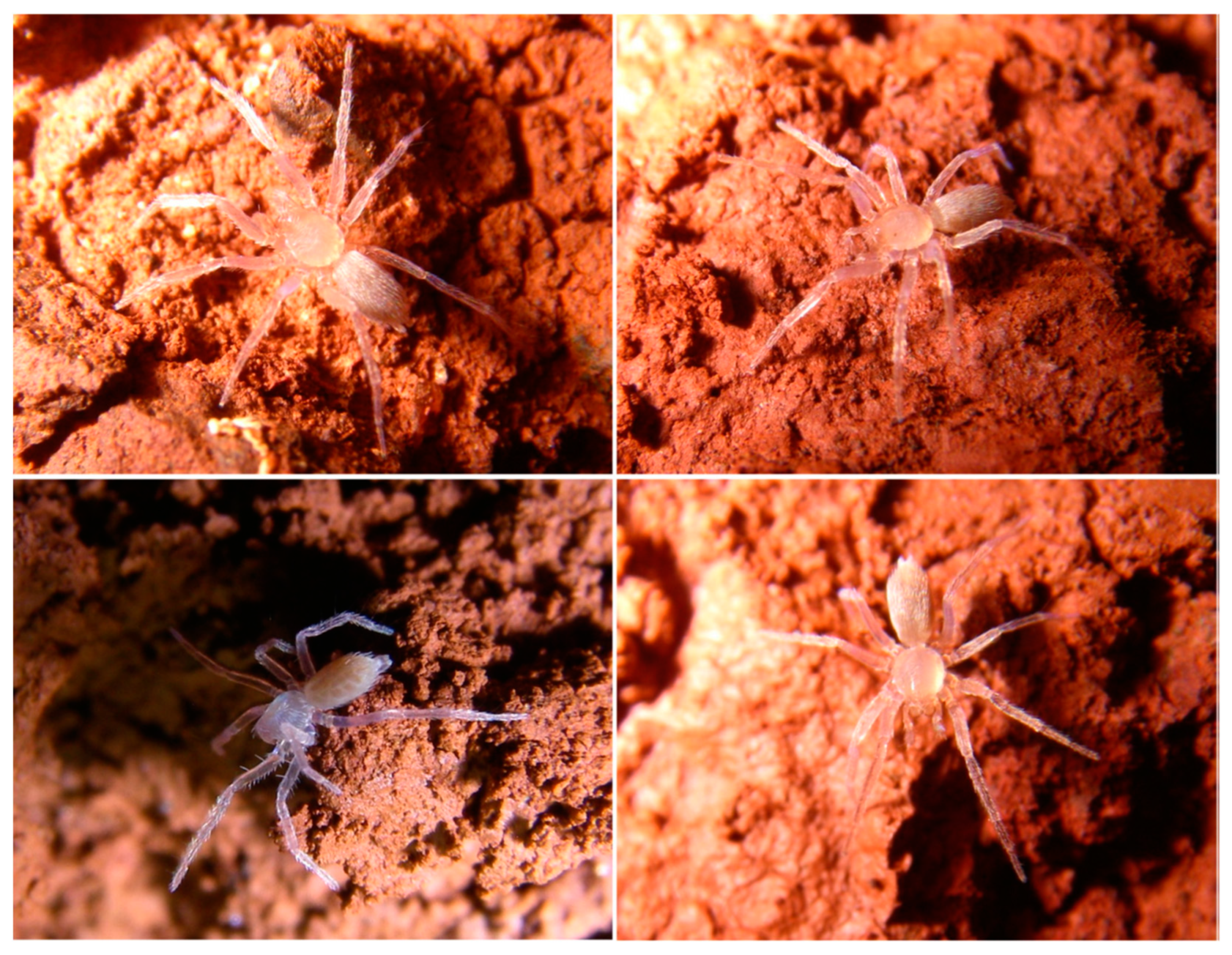 Taxonomy 04 00028 g009