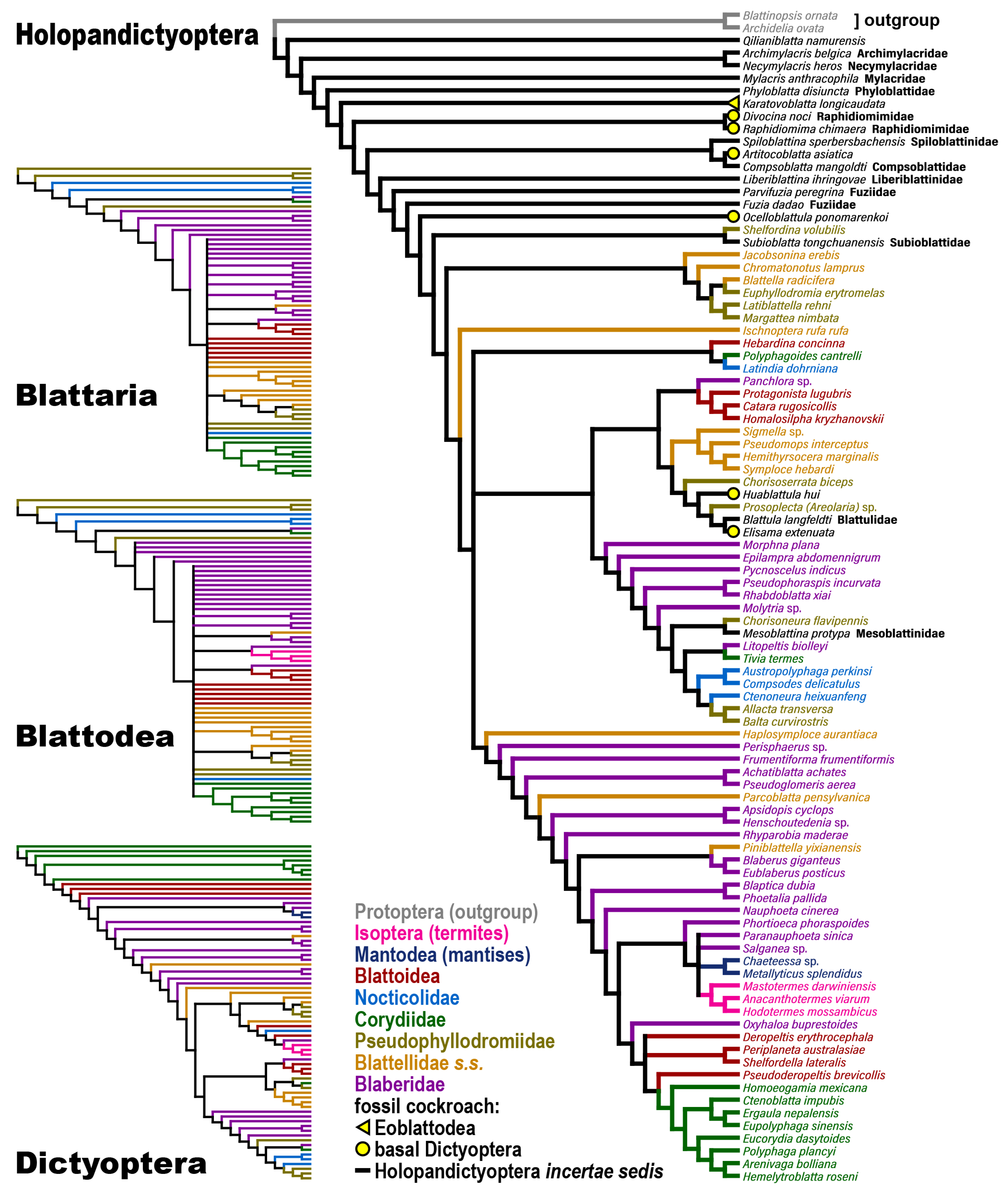Taxonomy 04 00031 g003