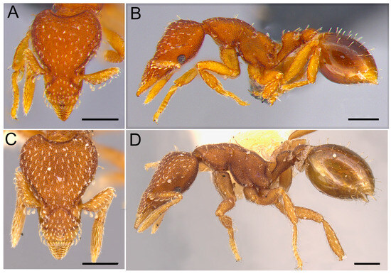 Taxonomy 04 00032 g003