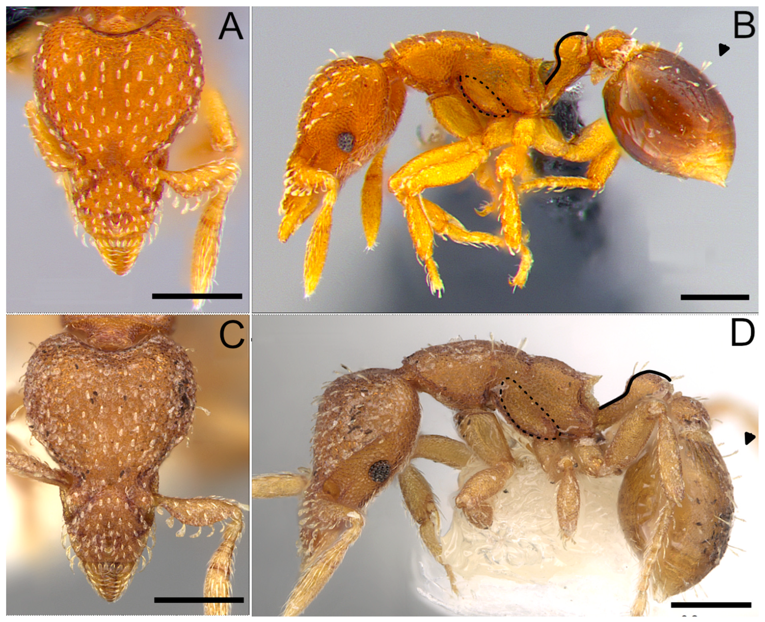 Taxonomy 04 00032 g004