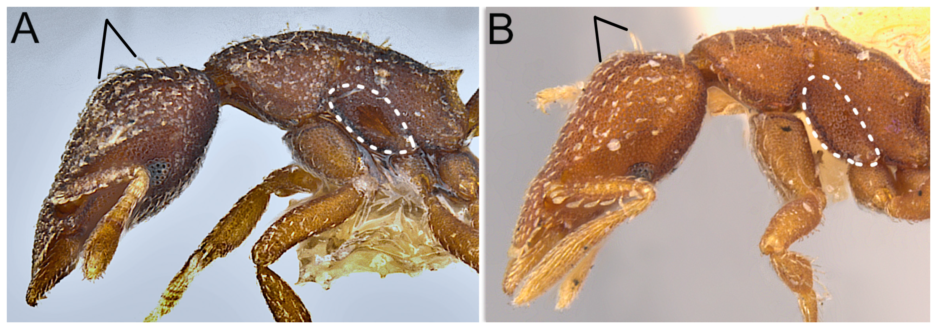 Taxonomy 04 00032 g007