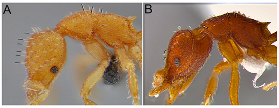 Taxonomy 04 00032 g008