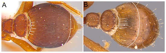 Taxonomy 04 00032 g009