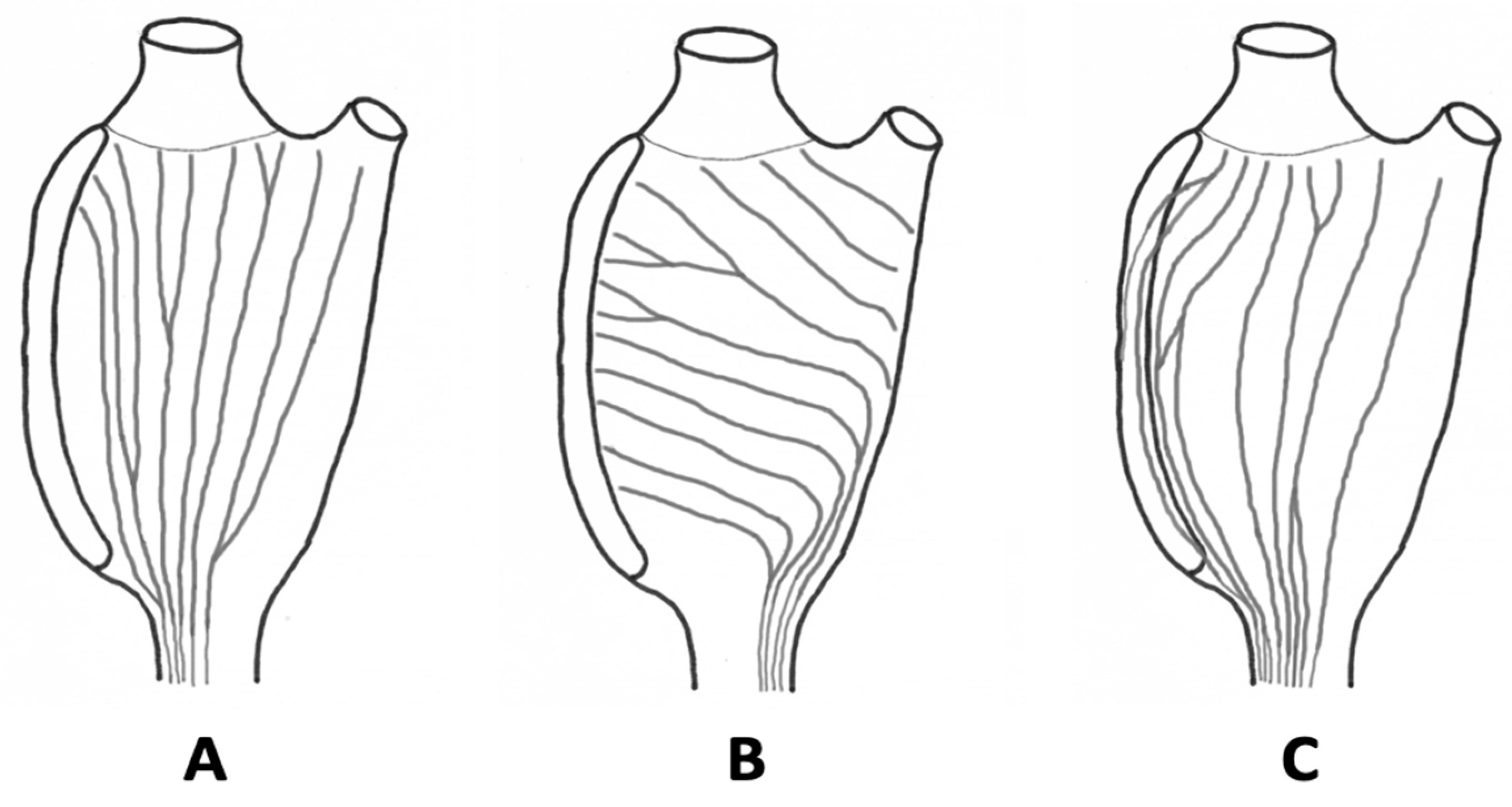 Taxonomy 04 00034 g002