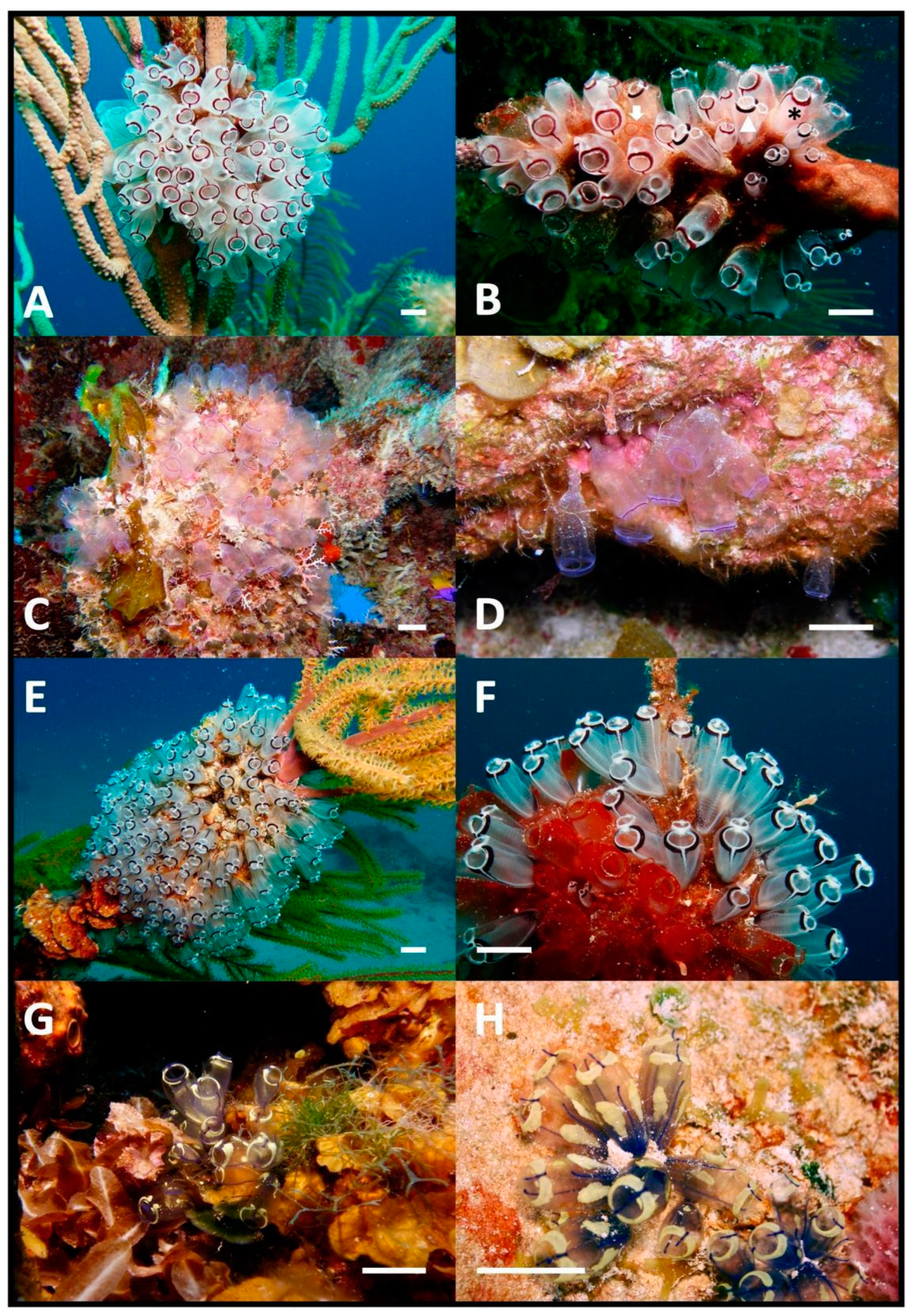 Taxonomy 04 00034 g003
