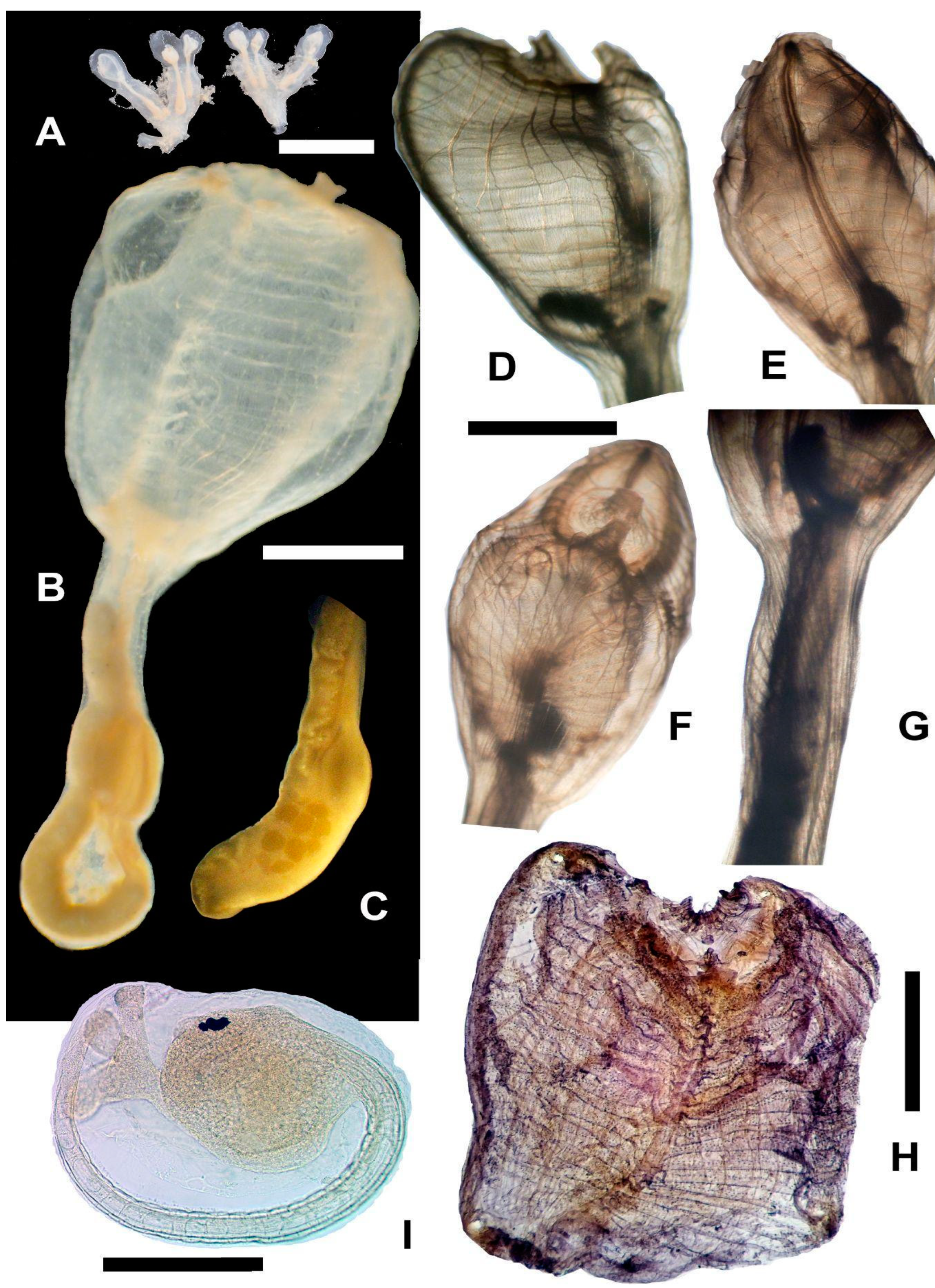 Taxonomy 04 00034 g004