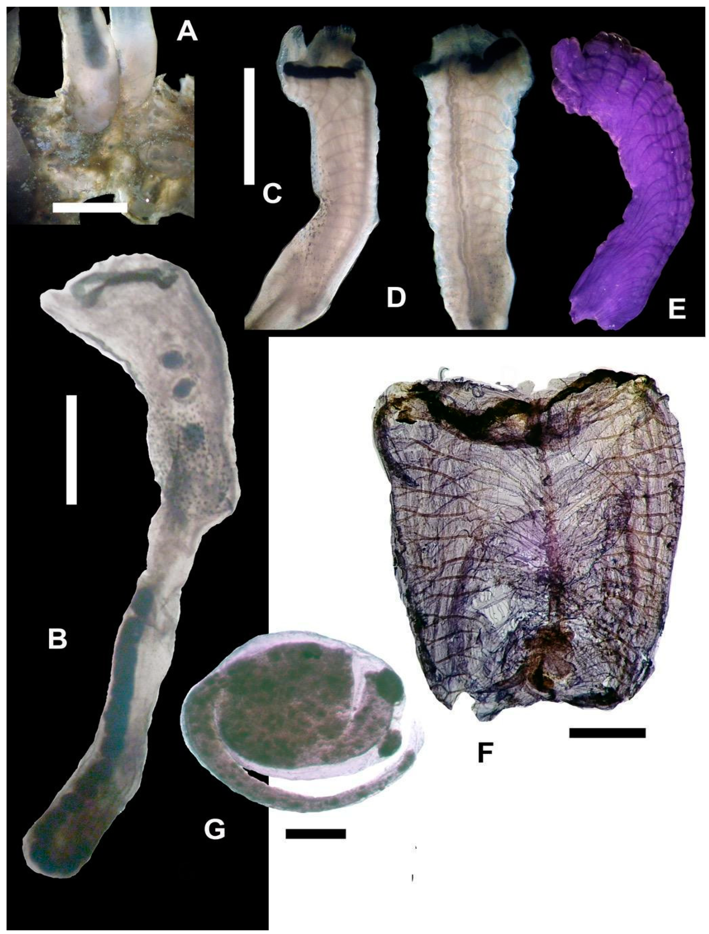 Taxonomy 04 00034 g006