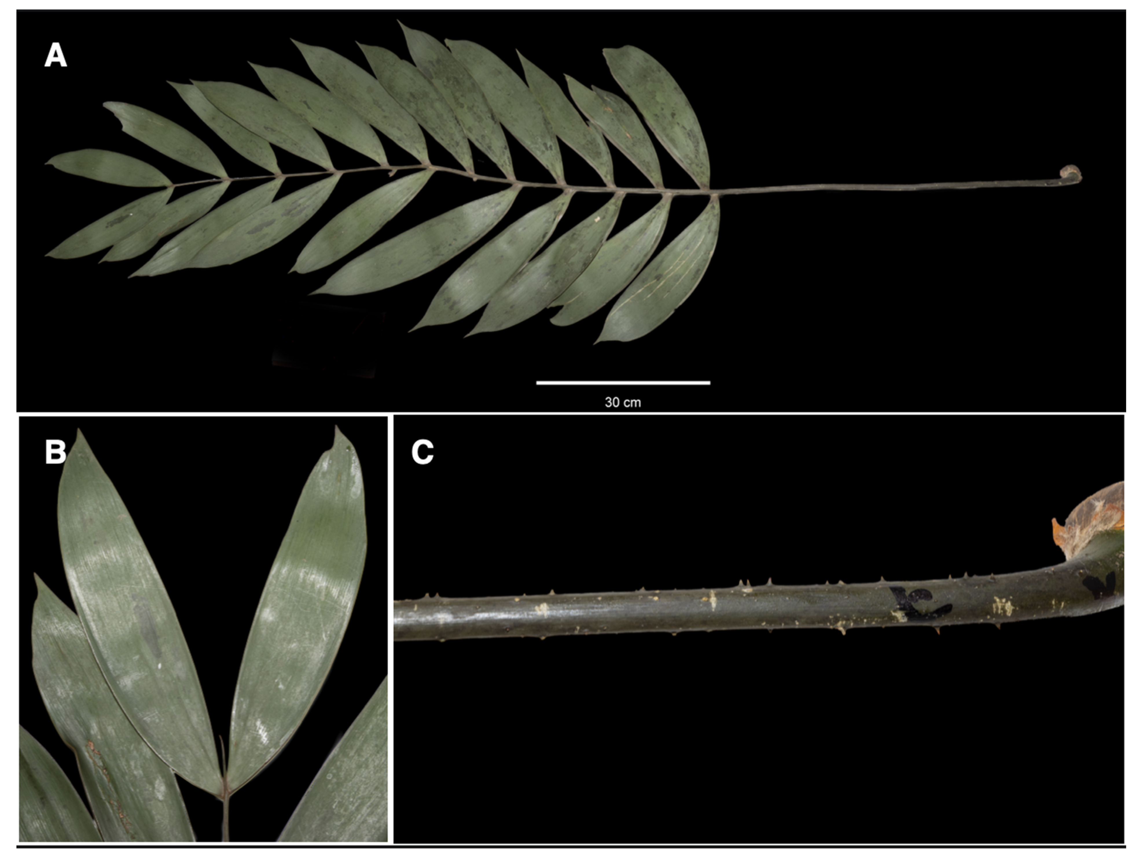 Taxonomy 04 00039 g004