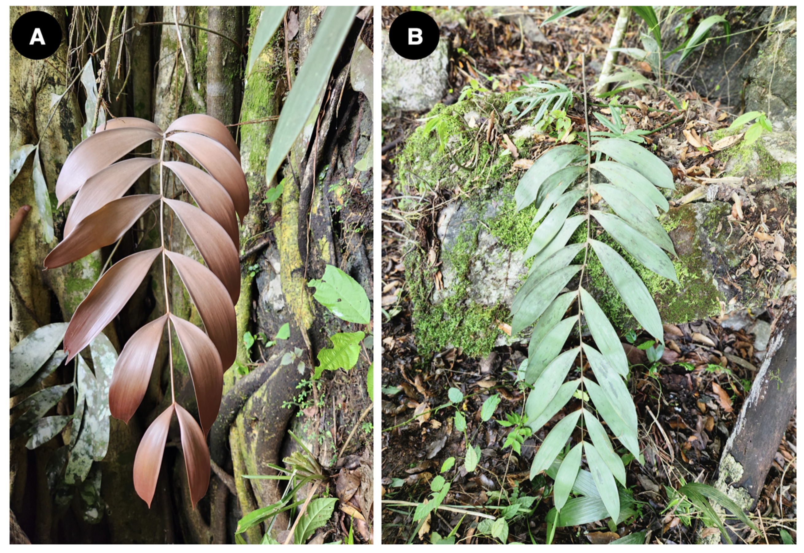 Taxonomy 04 00039 g005