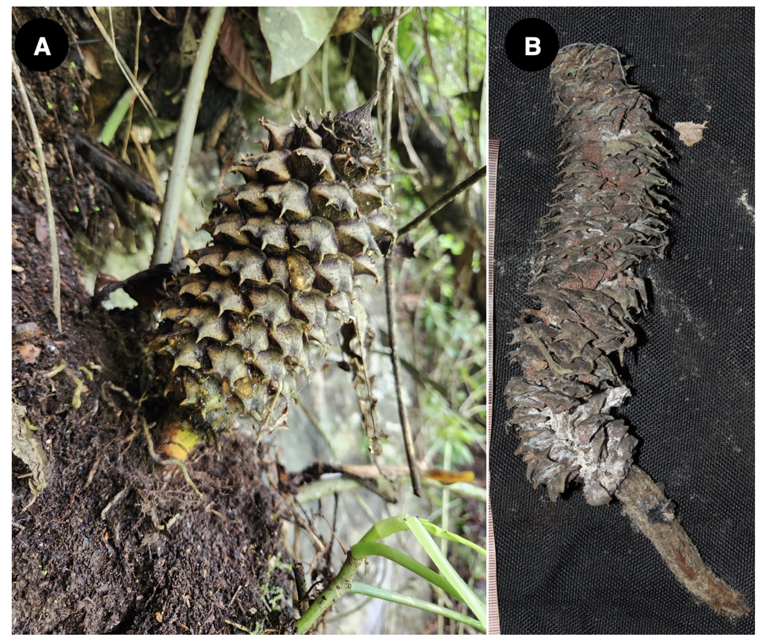 Taxonomy 04 00039 g007