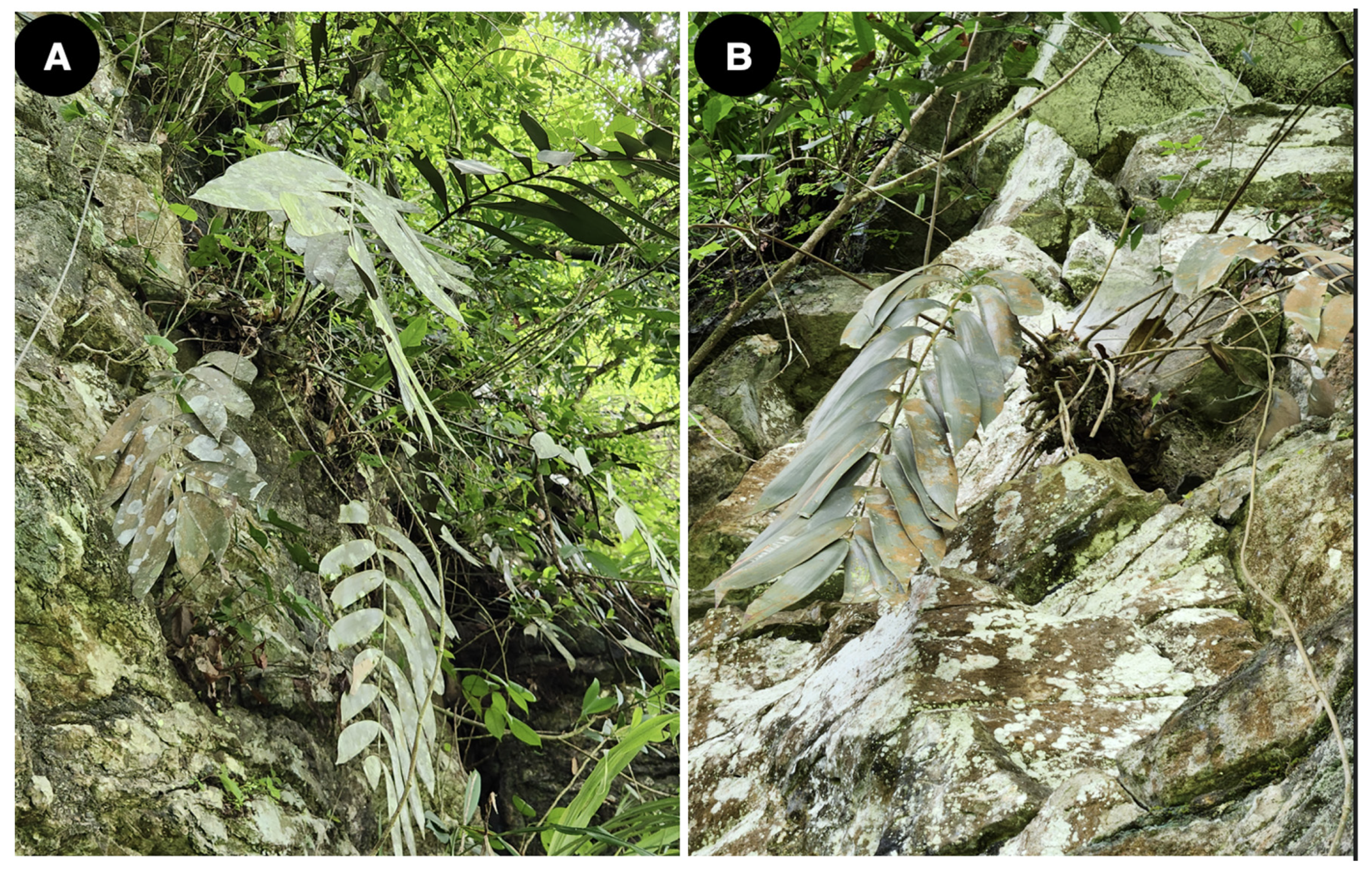 Taxonomy 04 00039 g008