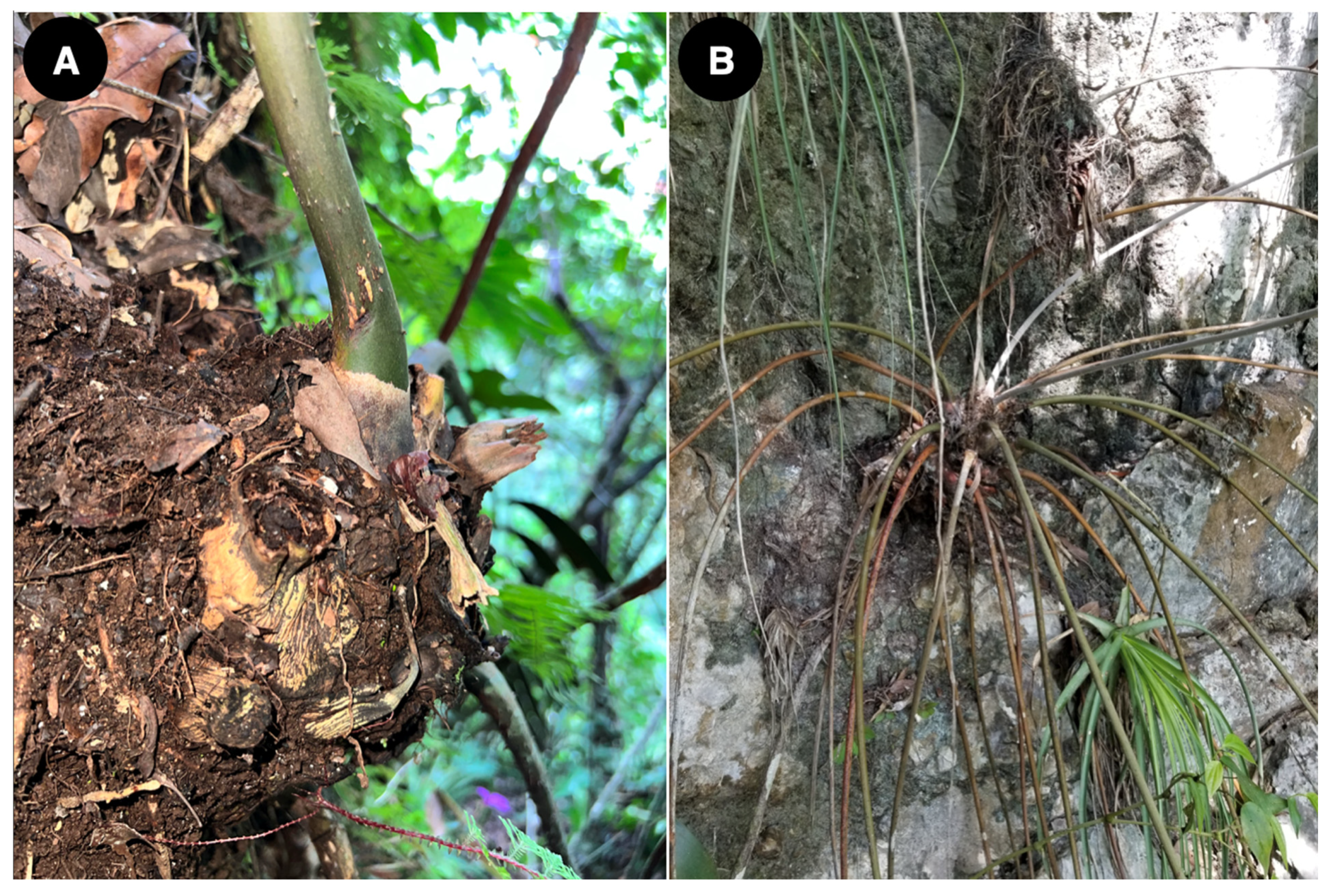 Taxonomy 04 00039 g009