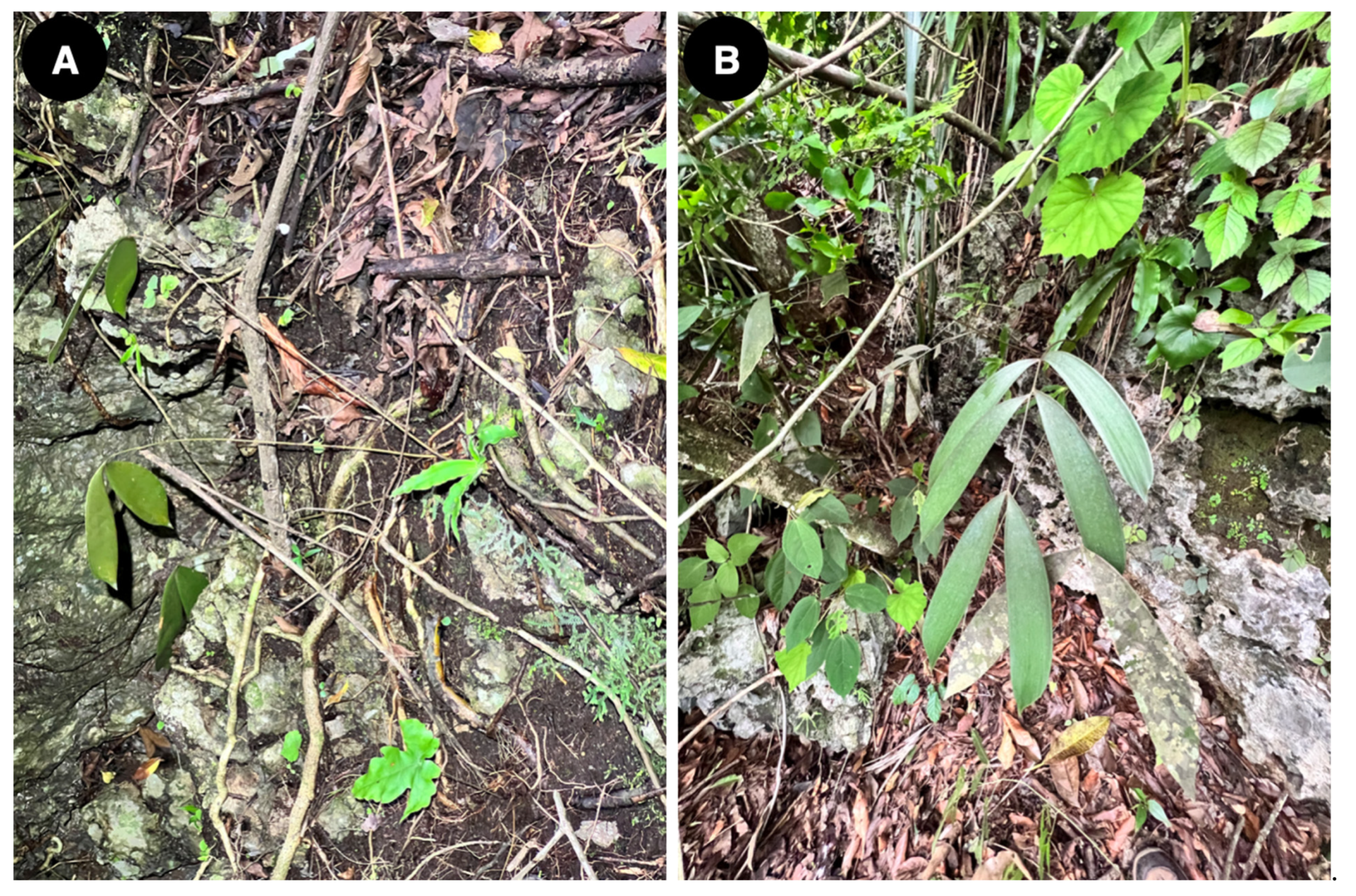 Taxonomy 04 00039 g010