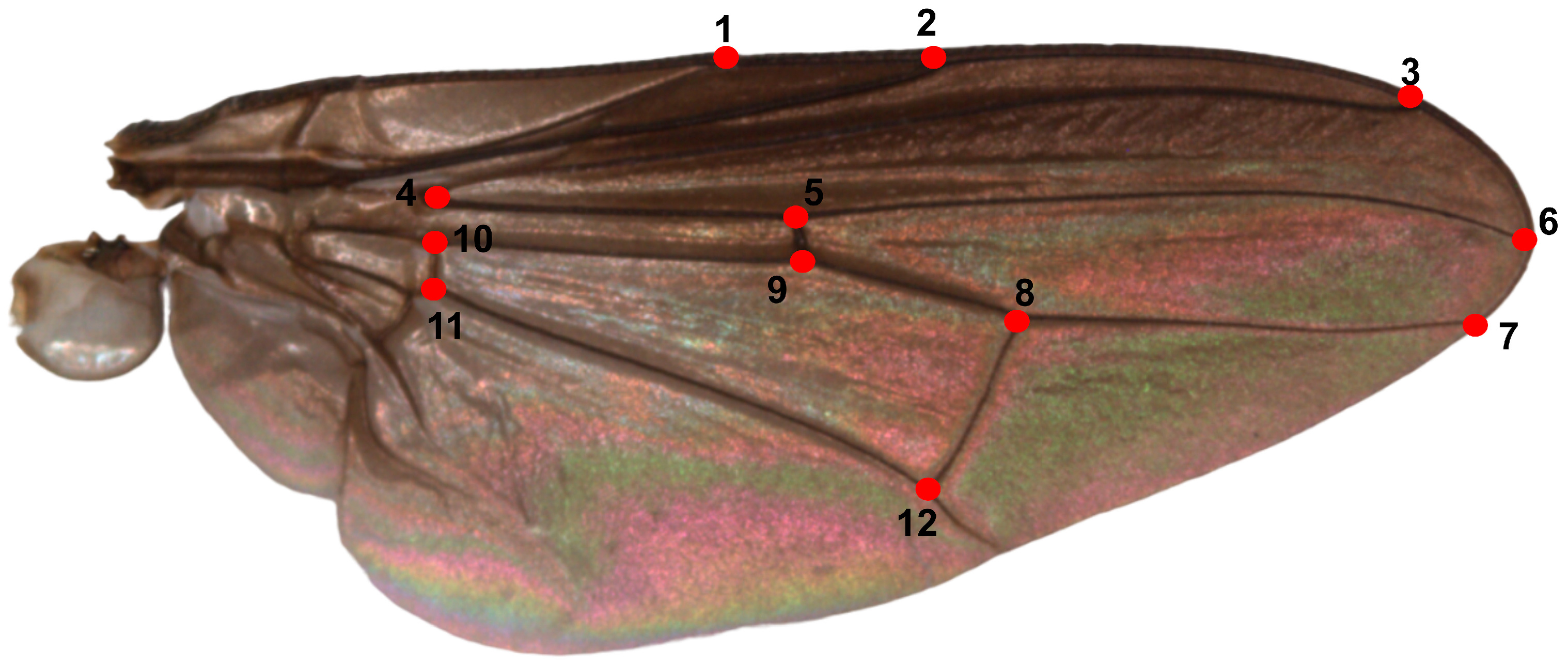 Sexual Dimorphism in Wing Shape and Its Impact on Conspecific ...