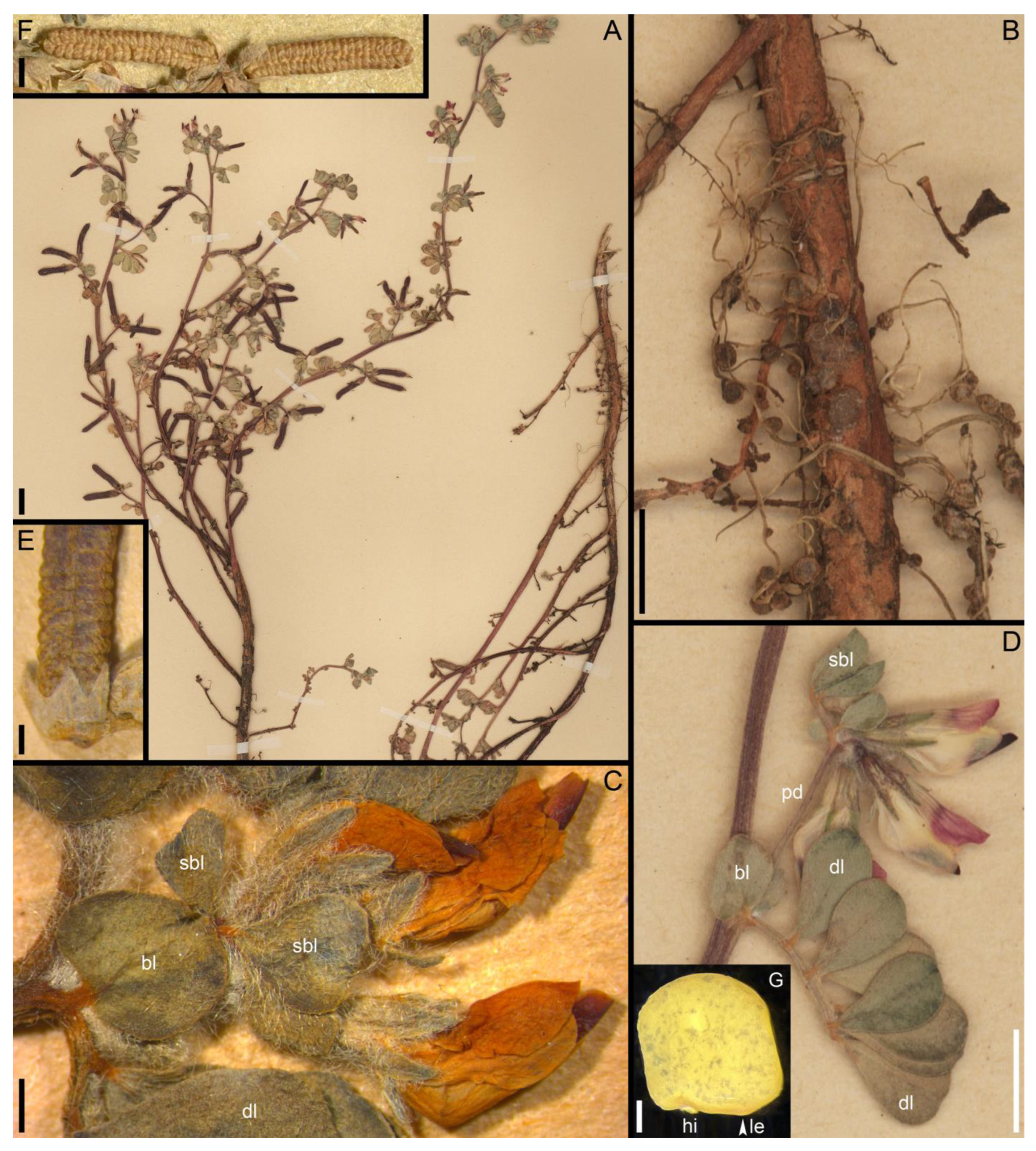 Taxonomy 05 00006 g004