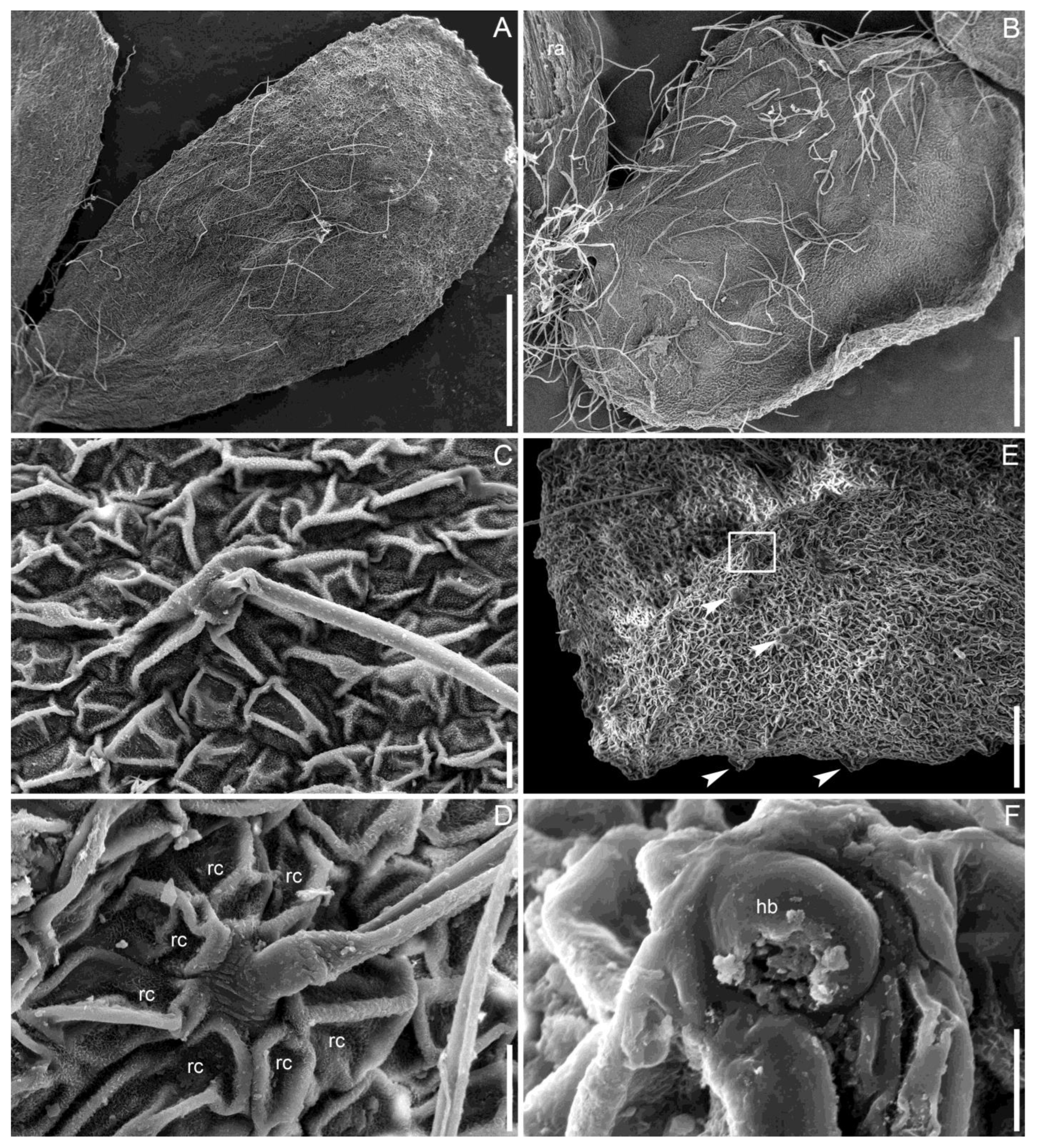 Taxonomy 05 00006 g005
