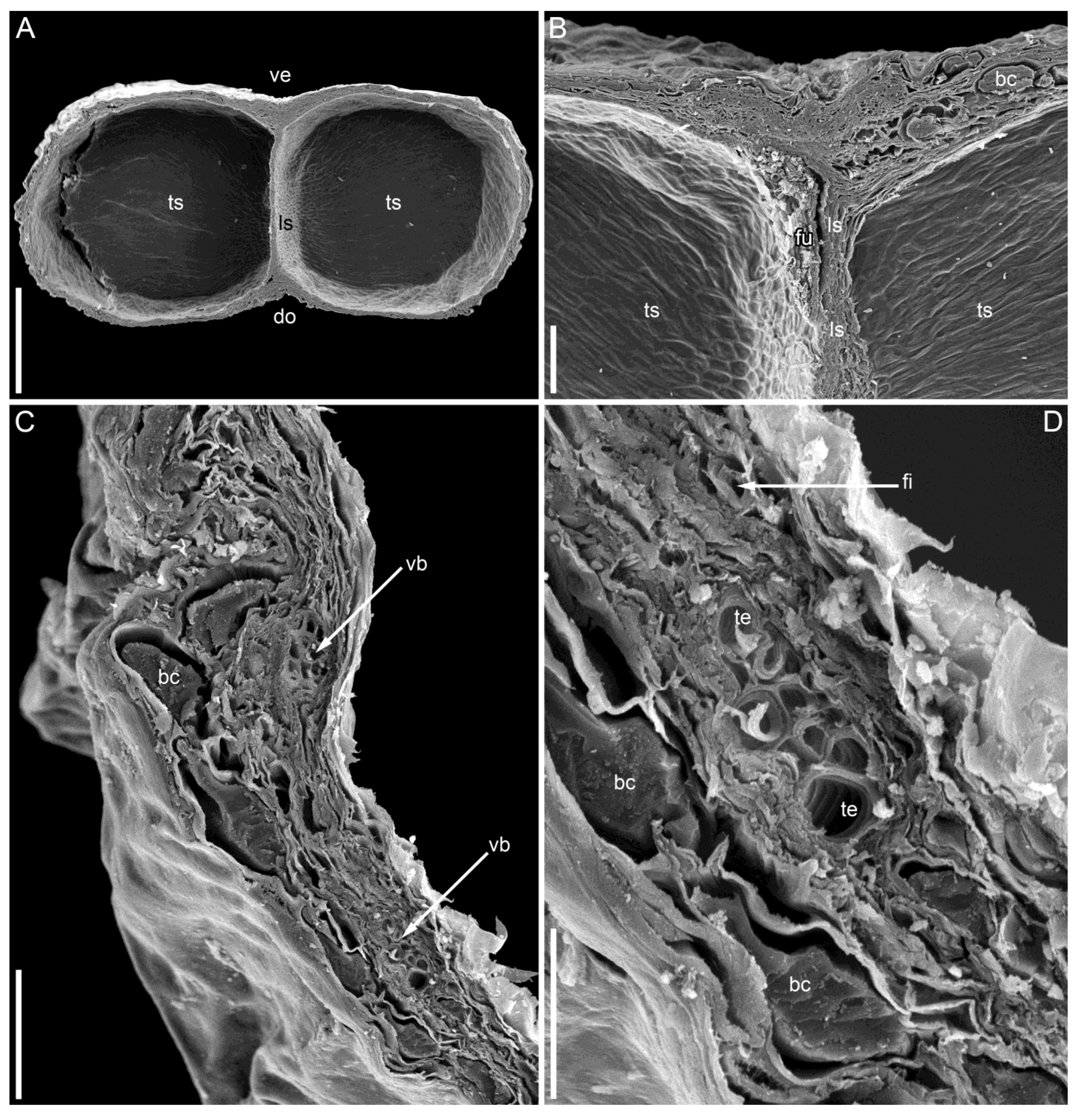 Taxonomy 05 00006 g006