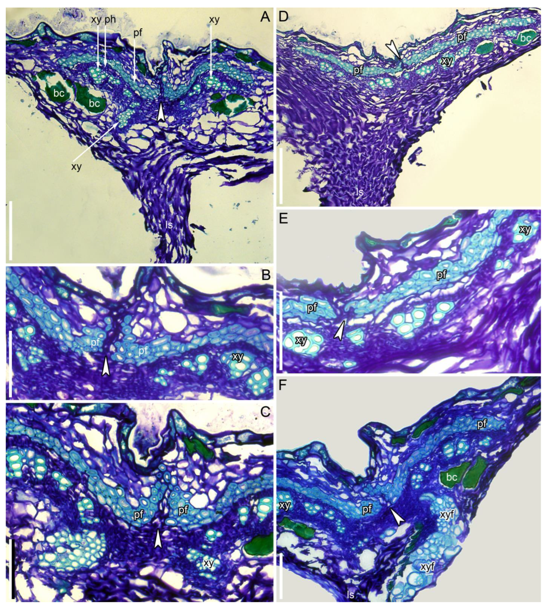 Taxonomy 05 00006 g007