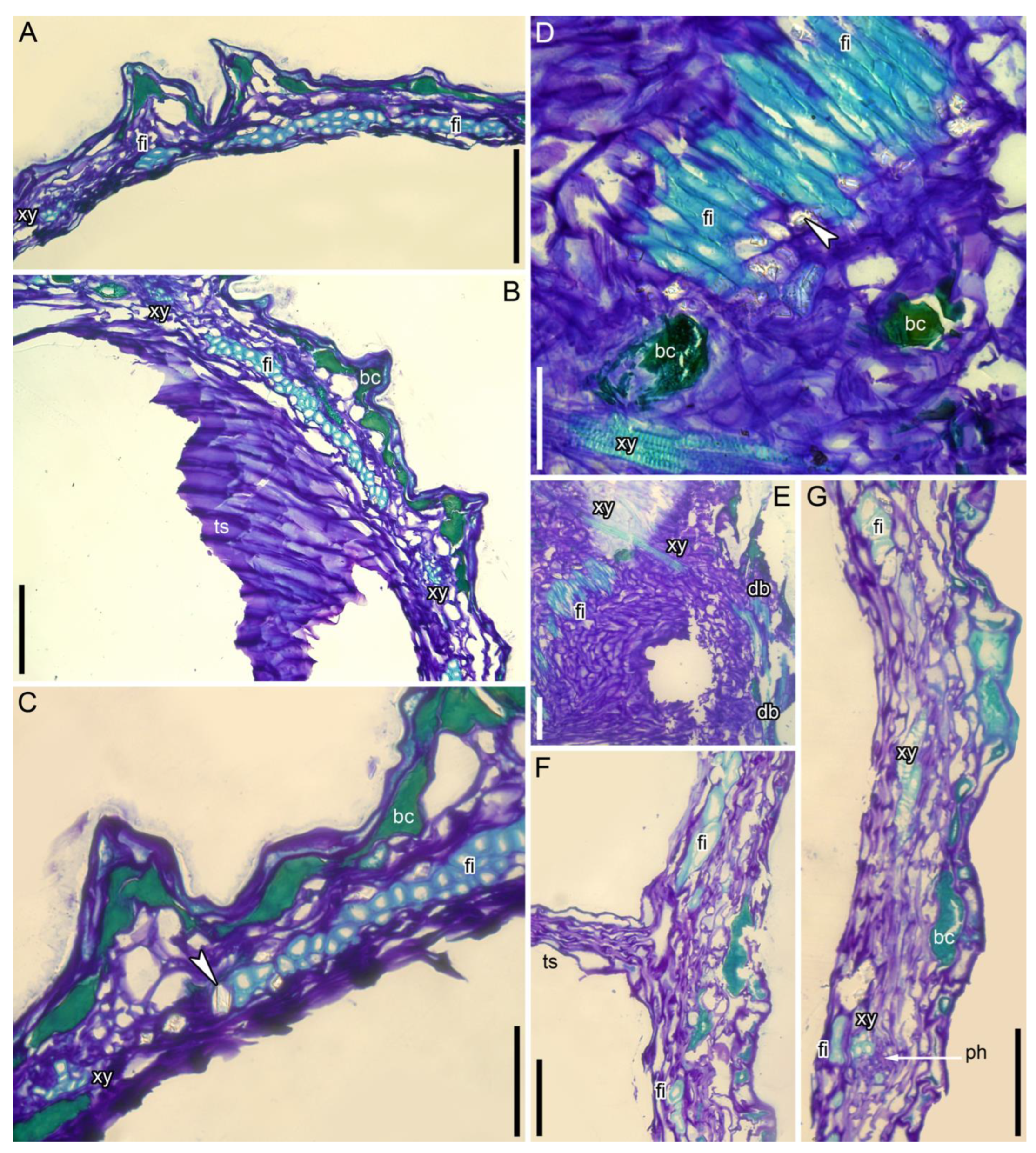Taxonomy 05 00006 g008