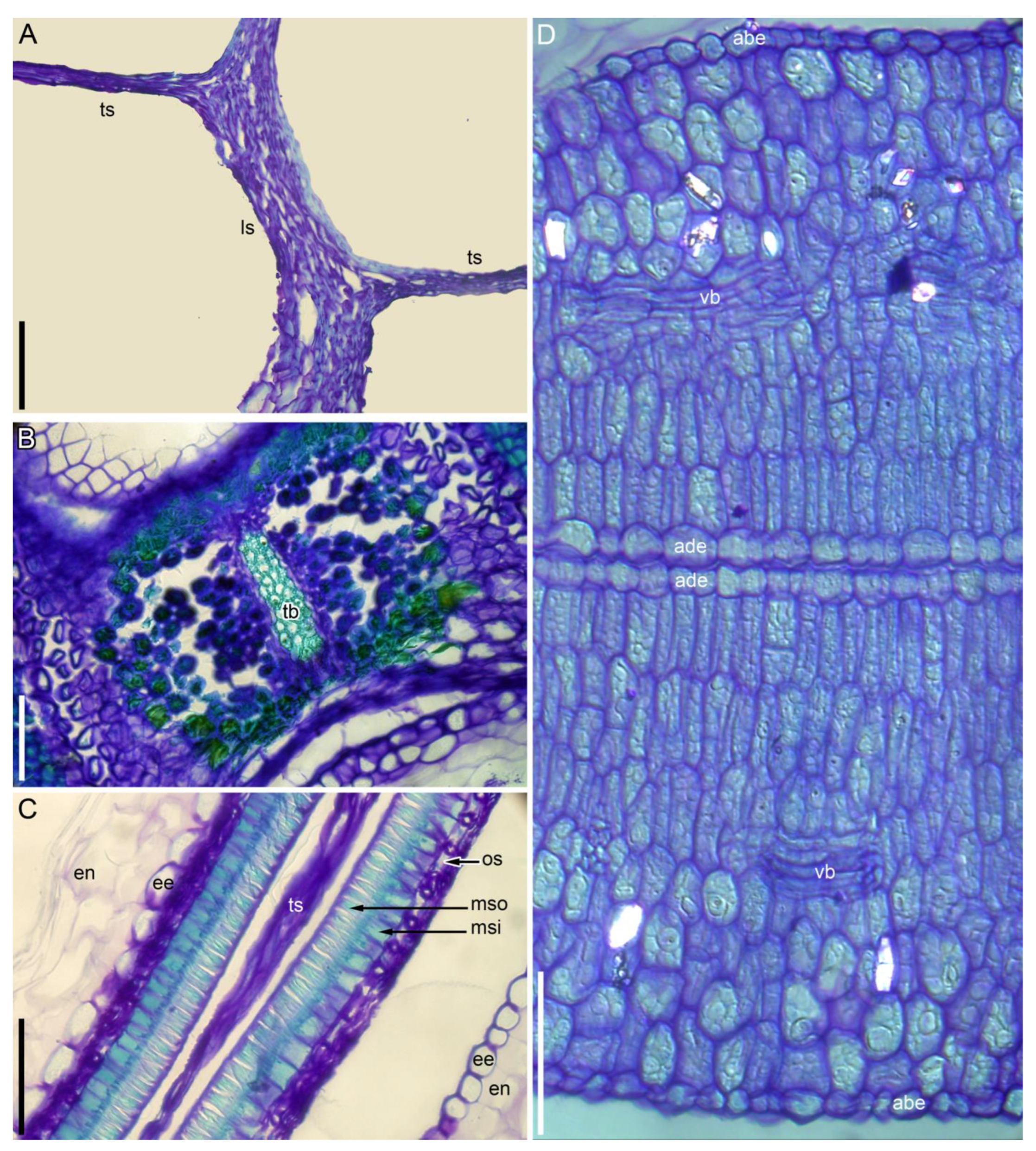 Taxonomy 05 00006 g009