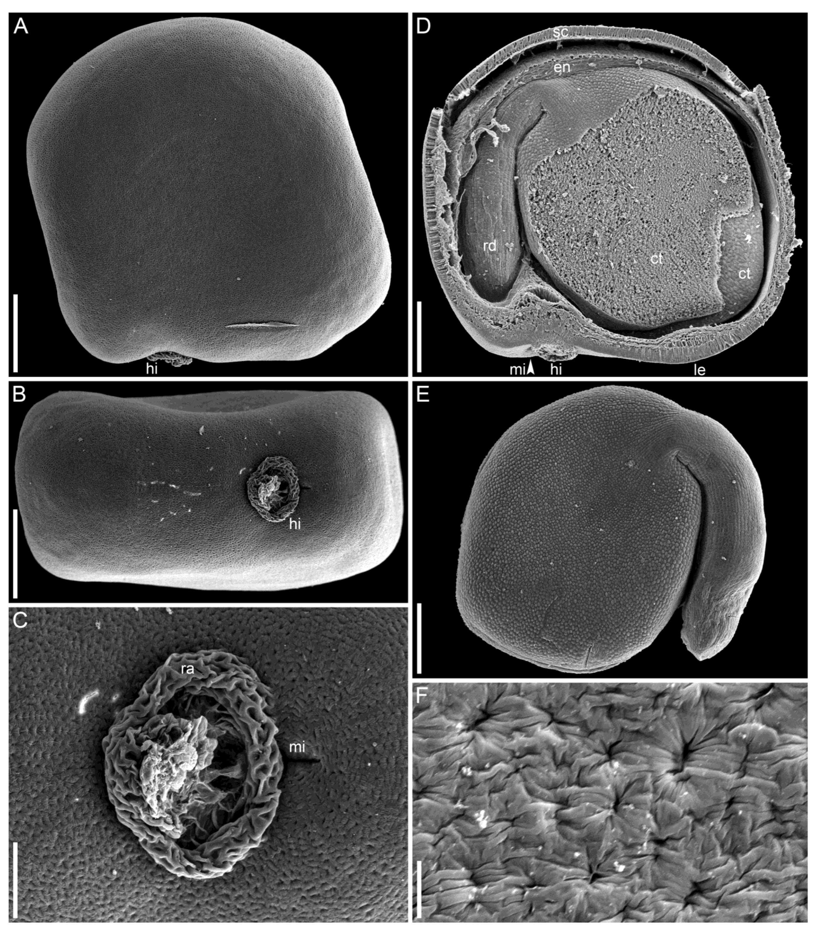 Taxonomy 05 00006 g010