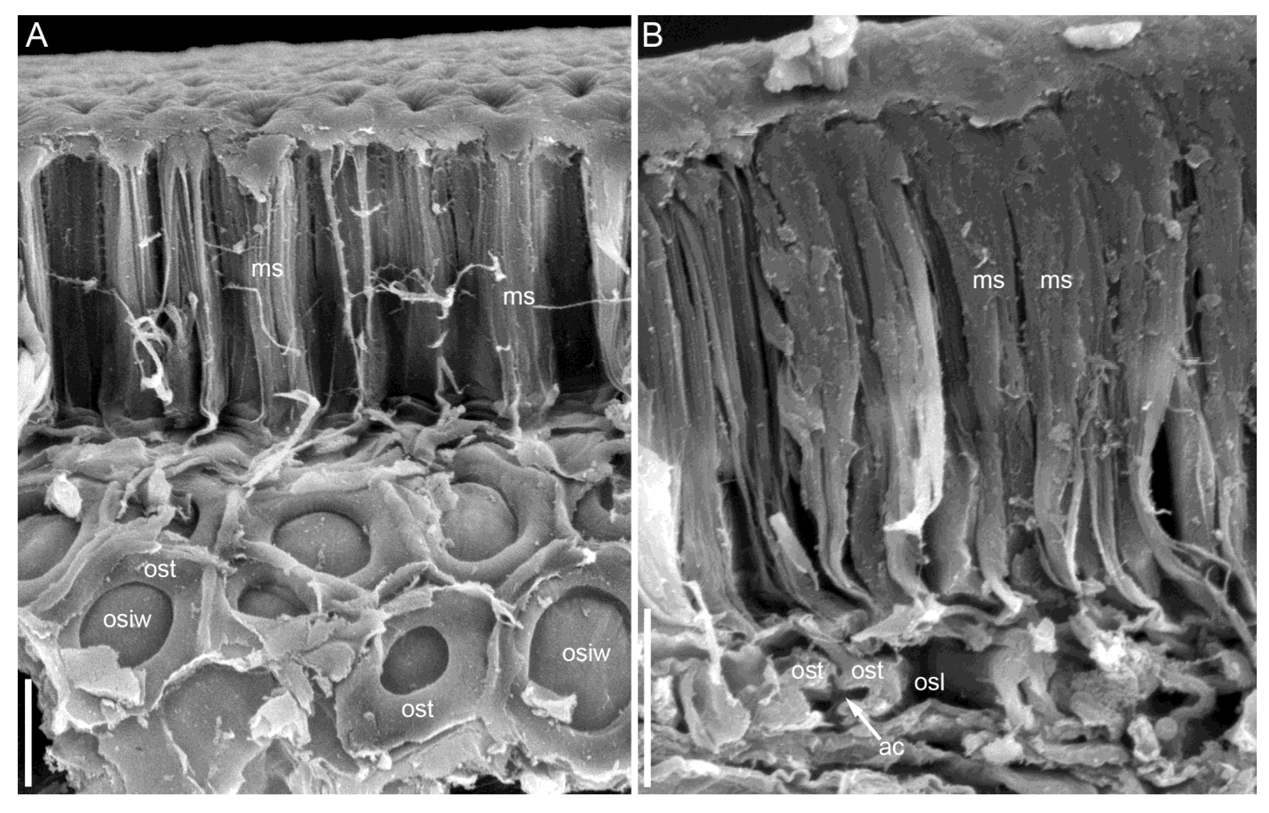 Taxonomy 05 00006 g011