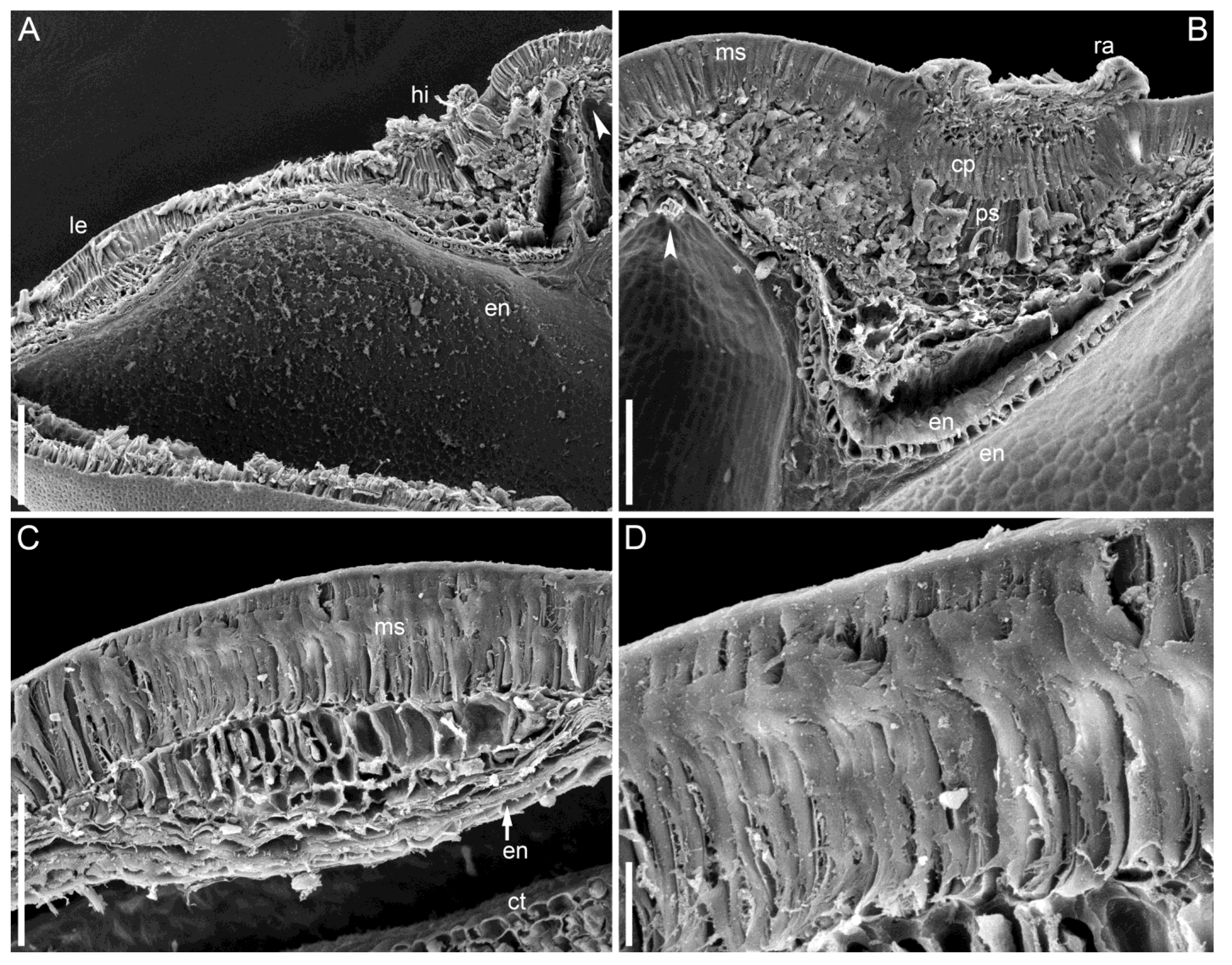 Taxonomy 05 00006 g012