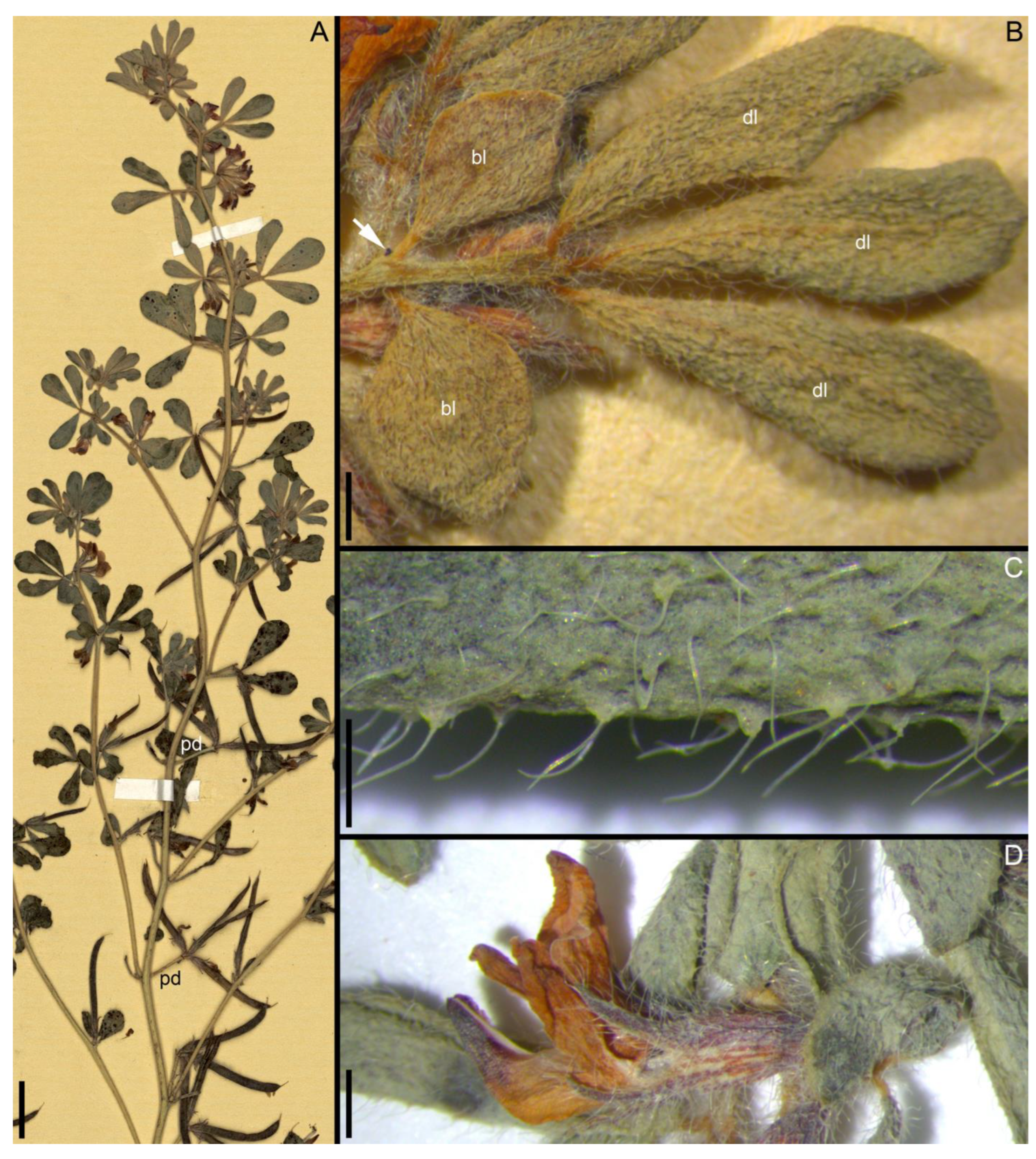 Taxonomy 05 00006 g013