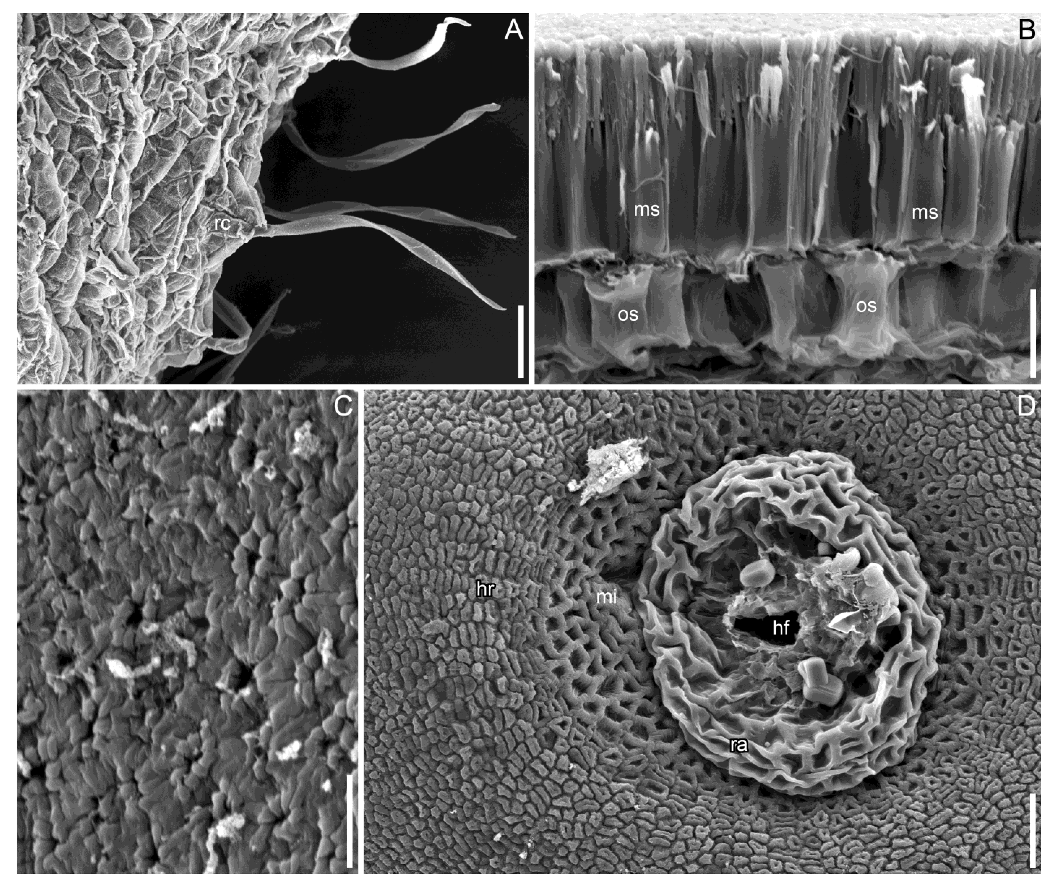 Taxonomy 05 00006 g014