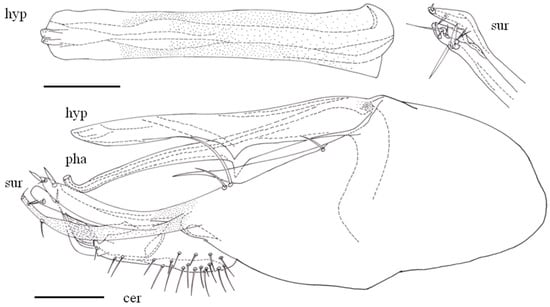Taxonomy 05 00007 g003