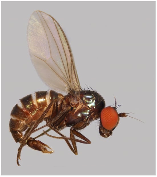 Taxonomy 05 00007 g004