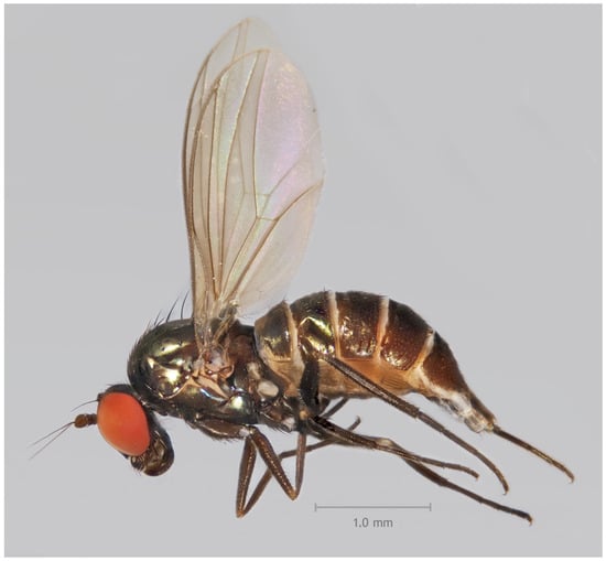 Taxonomy 05 00007 g005