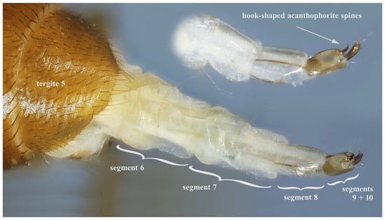 Taxonomy 05 00007 g006