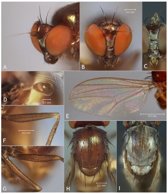 Taxonomy 05 00007 g007