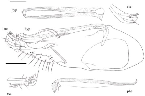 Taxonomy 05 00007 g008