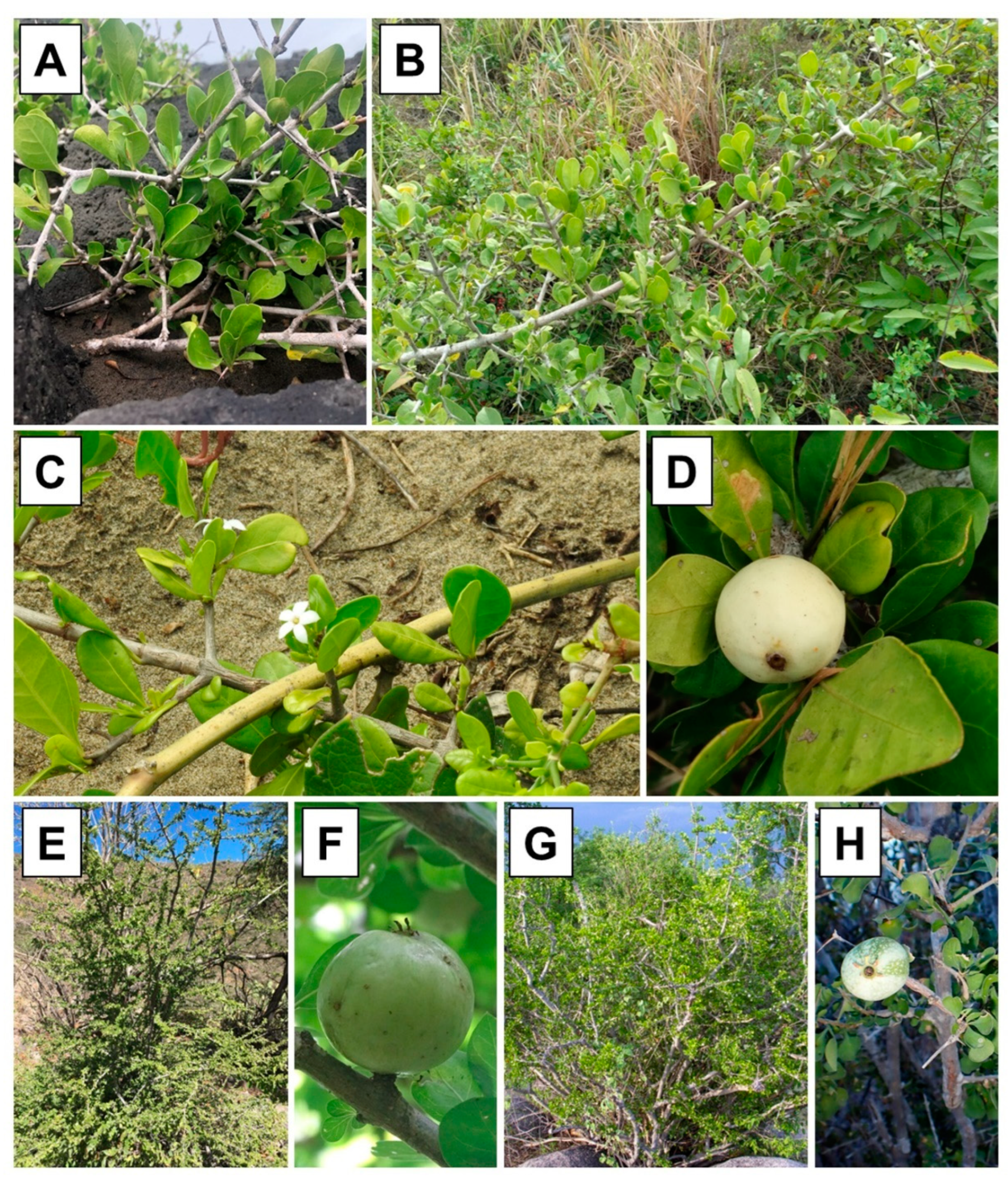 Taxonomy 05 00010 g001