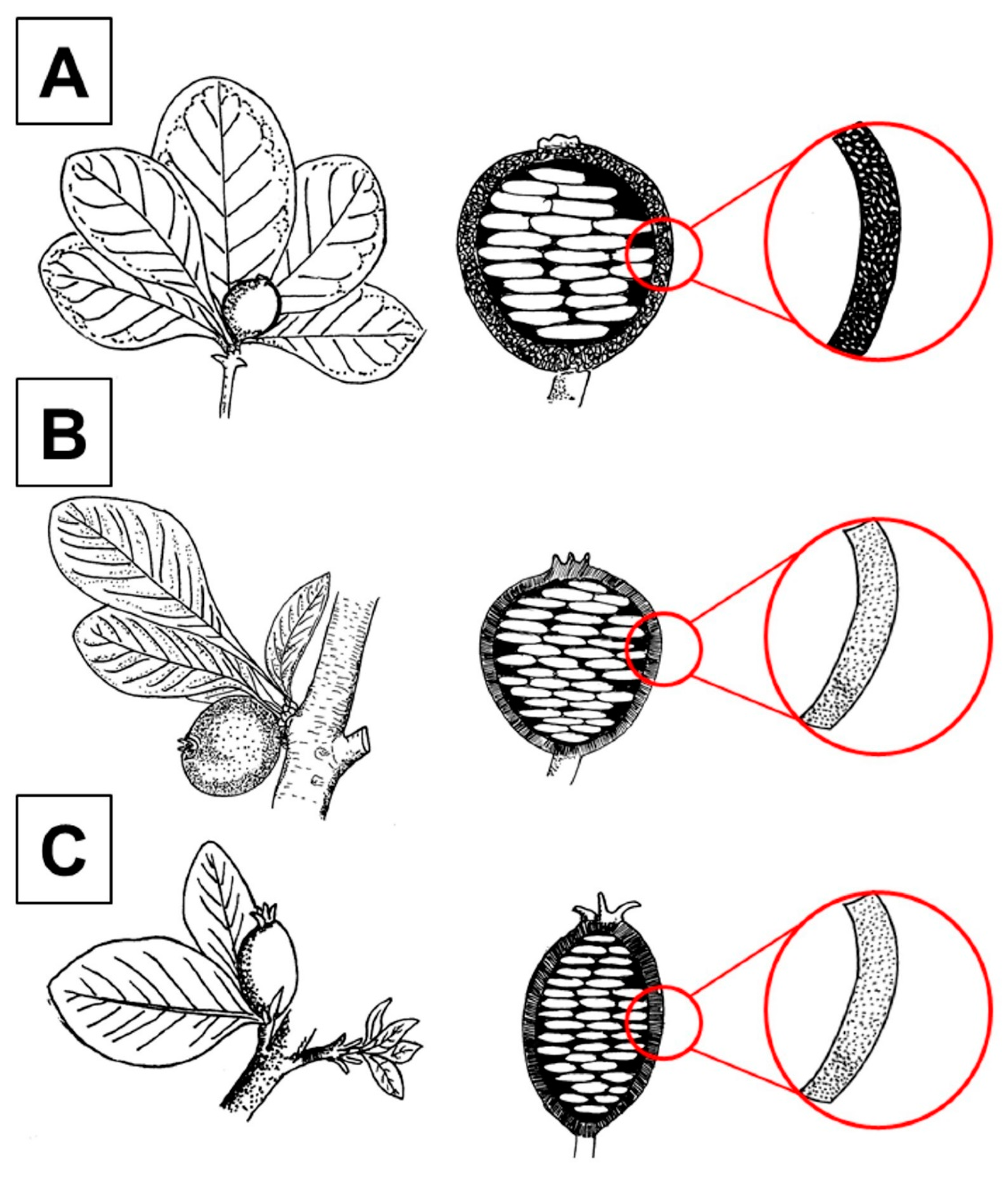 Taxonomy 05 00010 g002