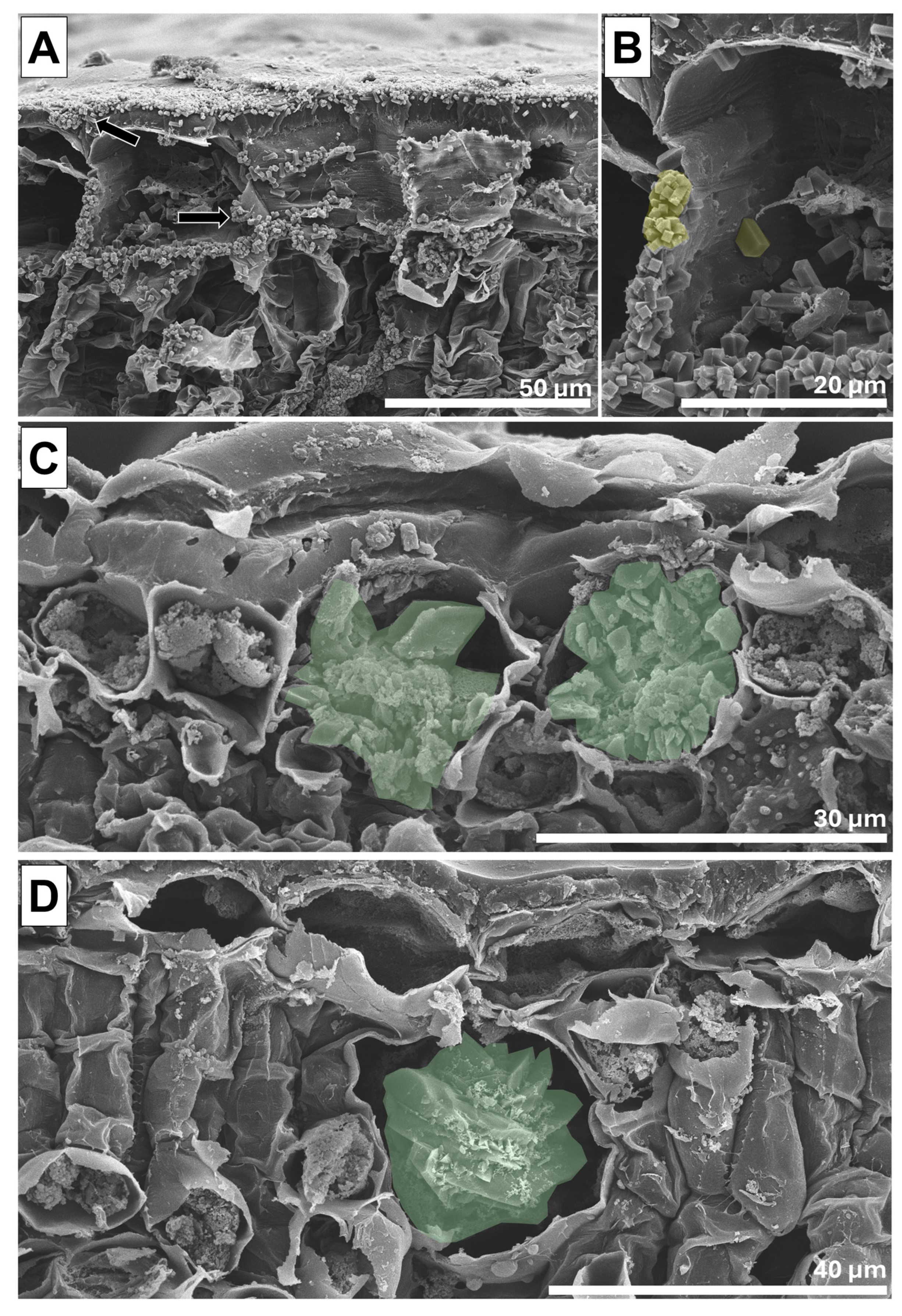 Taxonomy 05 00010 g003
