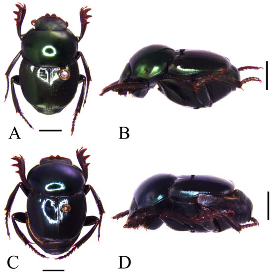 Taxonomy 05 00011 g002