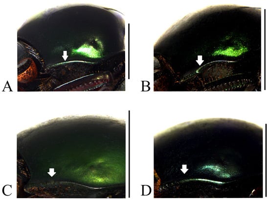 Taxonomy 05 00011 g003