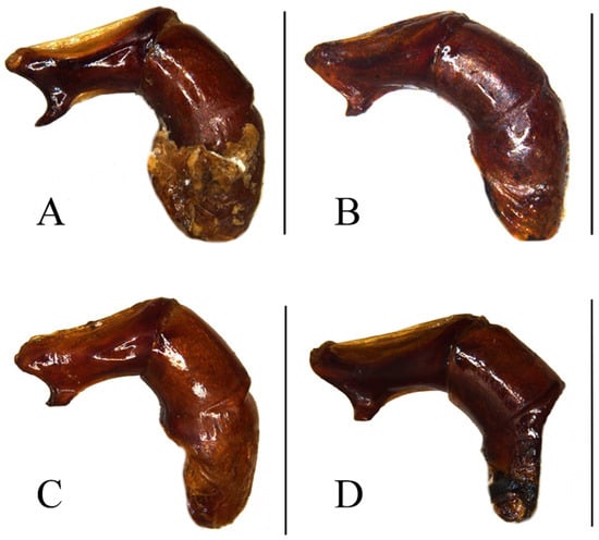 Taxonomy 05 00011 g005