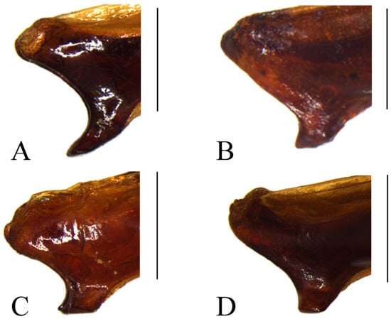Taxonomy 05 00011 g006