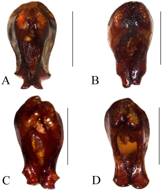 Taxonomy 05 00011 g007